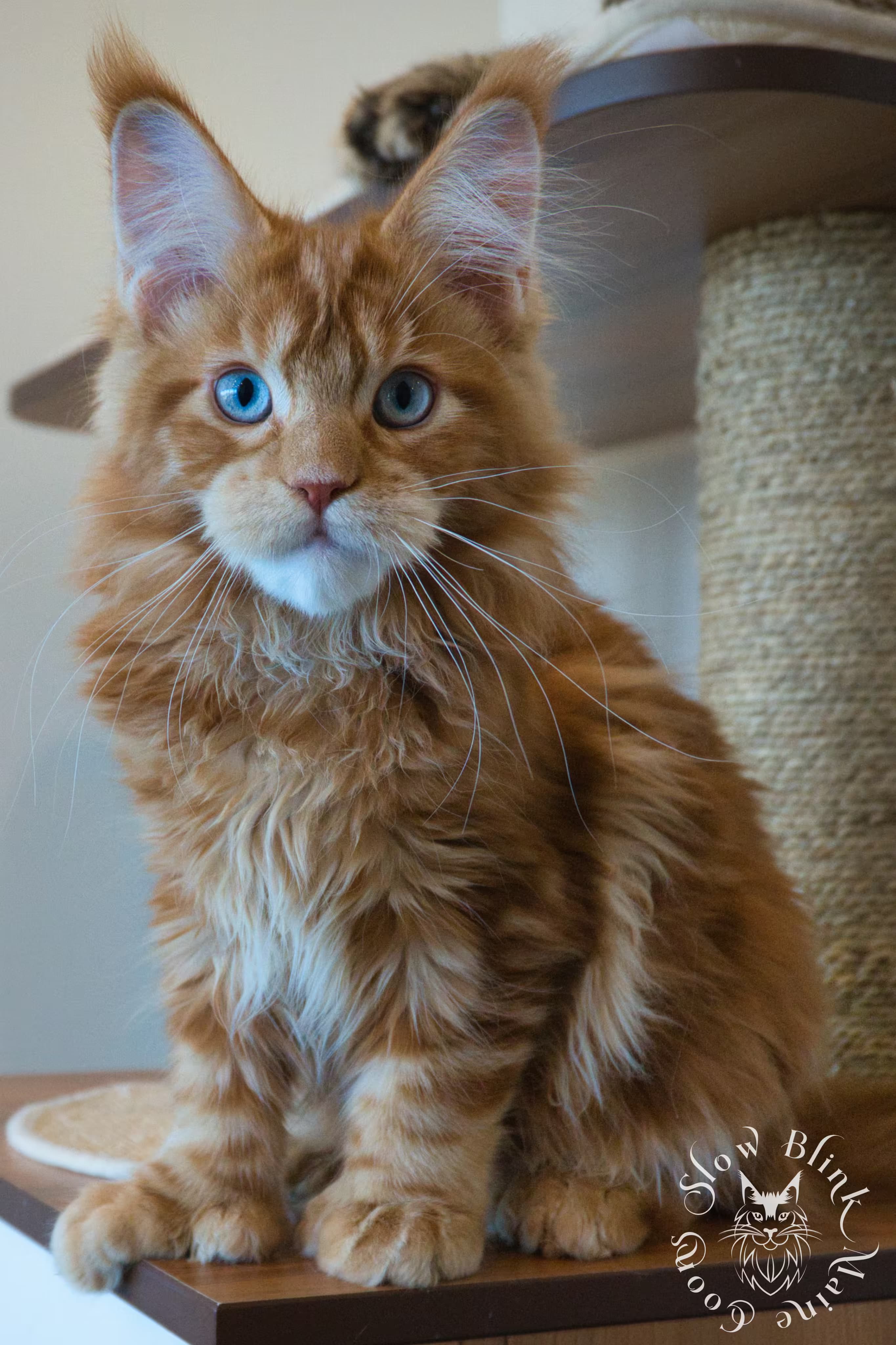 blue eyed red poly maine coon, ems code mcp ds 22 61, king apollo slowblink maine coons, aged 5 months old