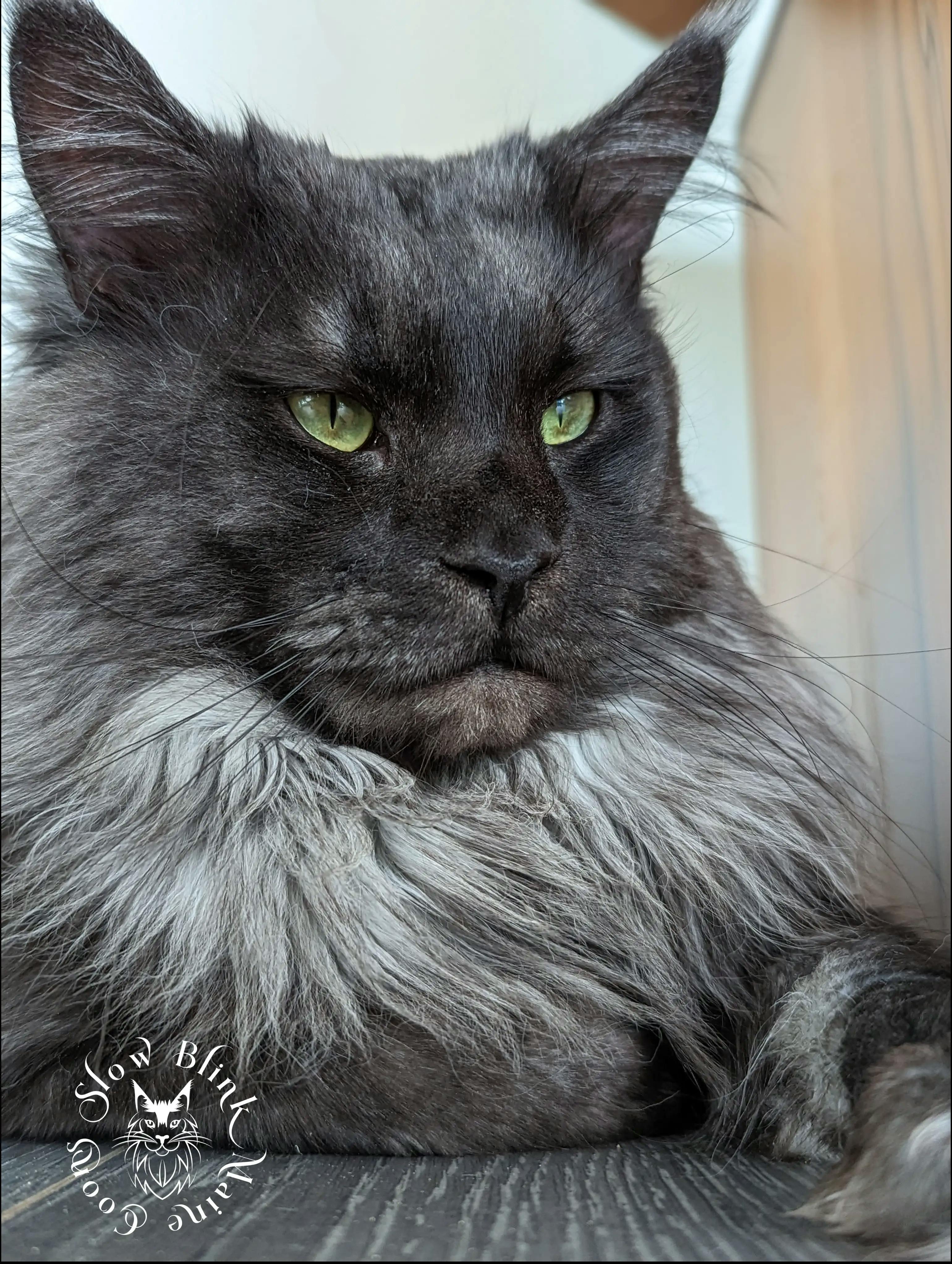 Black Smoke Polydactyl Breeding King Male Maine Coon Cat - Face shot focusing on his mane and green eyes