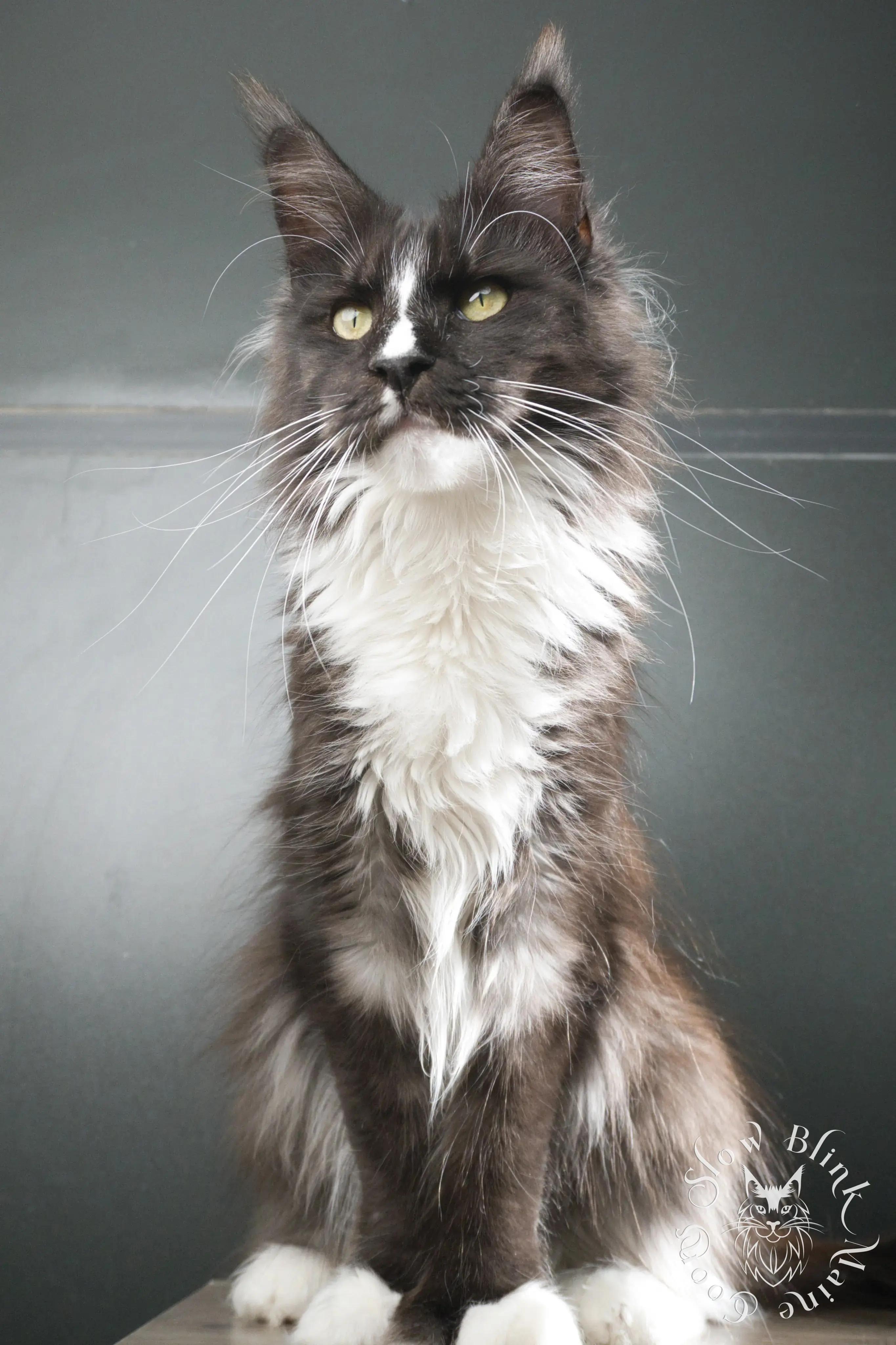 cleopatra--maine-coon-cat--female--black-smoke-bicolor--ems-code-ns-09--2024--portrait-1--sony-mirrorless-camera-DSC00447