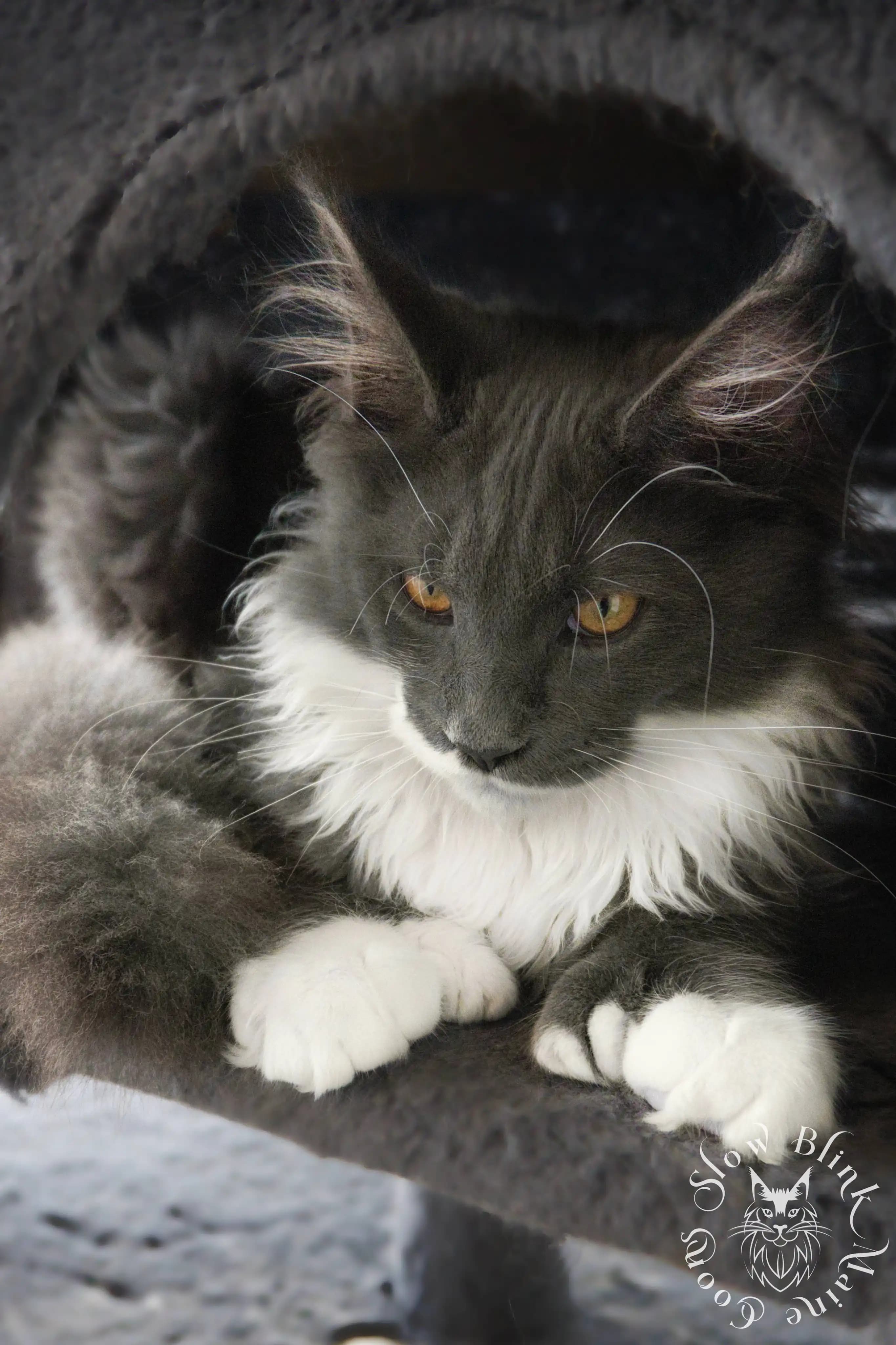 bicolor blue smoke maine coon poly male picture | MCP as 03 | portrait, sitting in cat tree