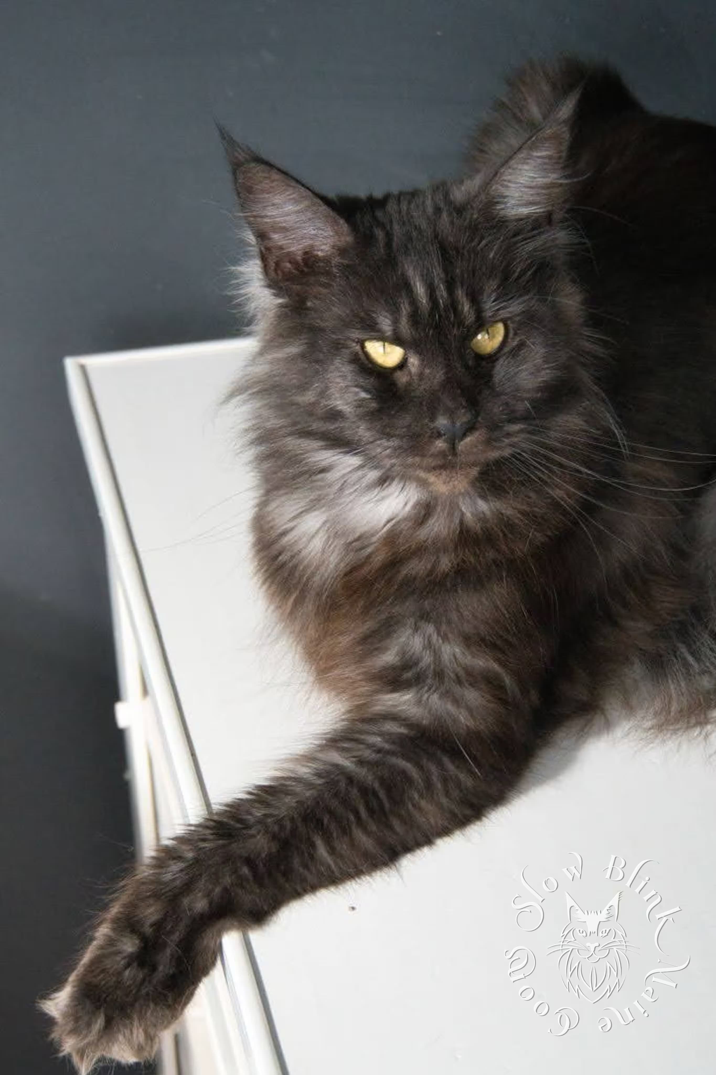 Black Smoke Maine Coon > Maine Coon Cat picture for Ferrari