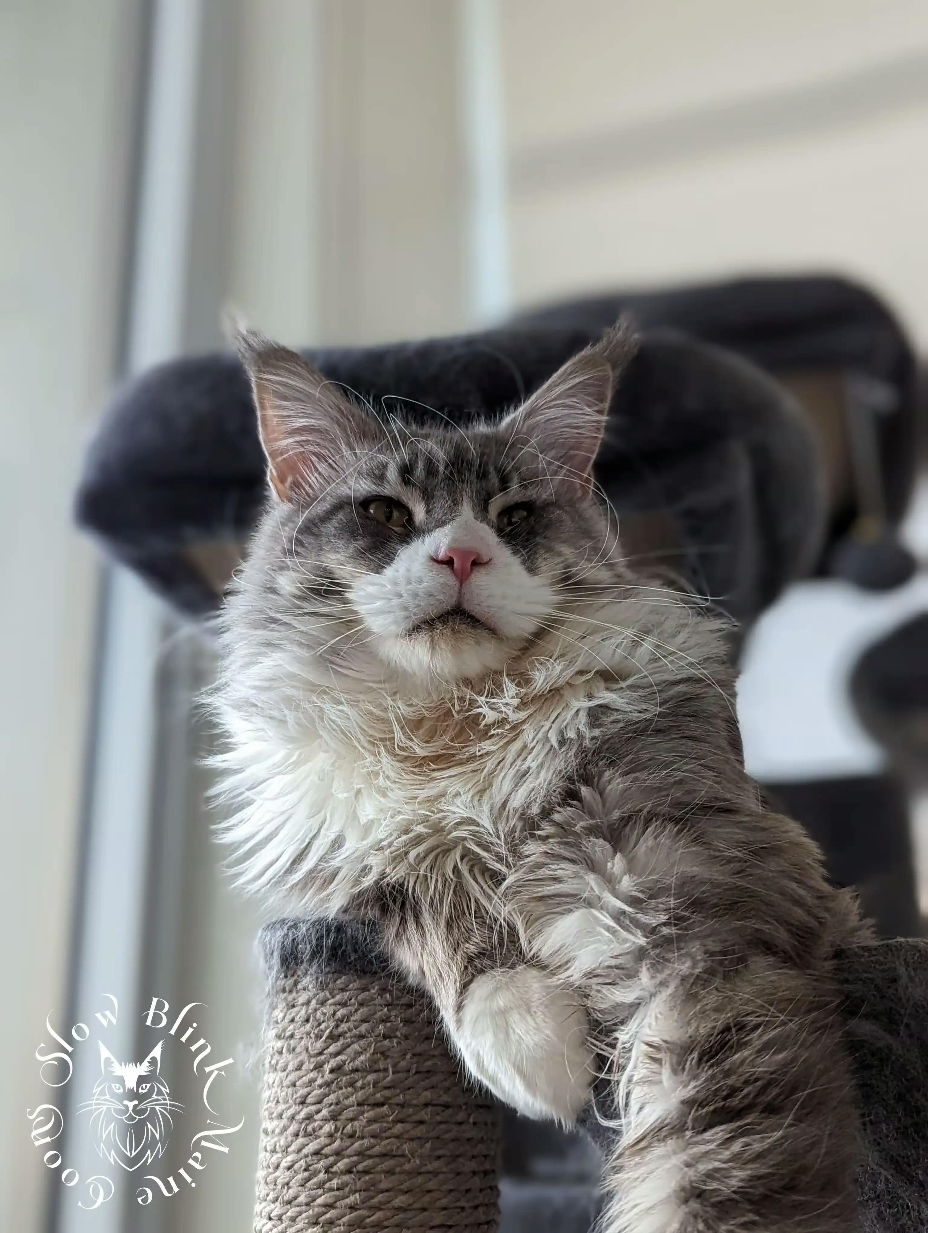 Blue Silver Ticked Tabby Male Maine Coon Cat Adult