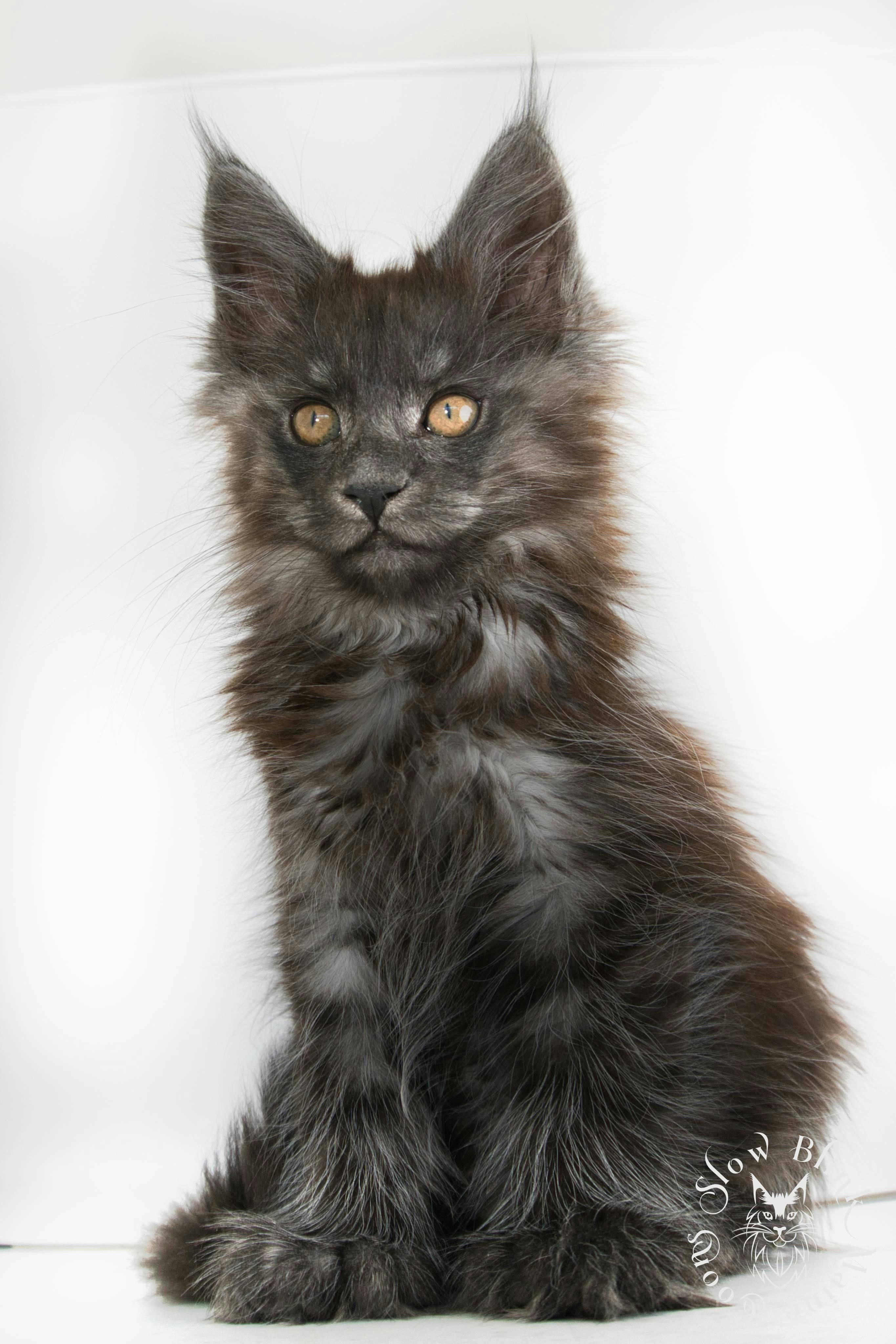 Black Smoke Maine Coon 3 month old female looking left (named Persephone, future Queen of SlowBlink Maine Coons)