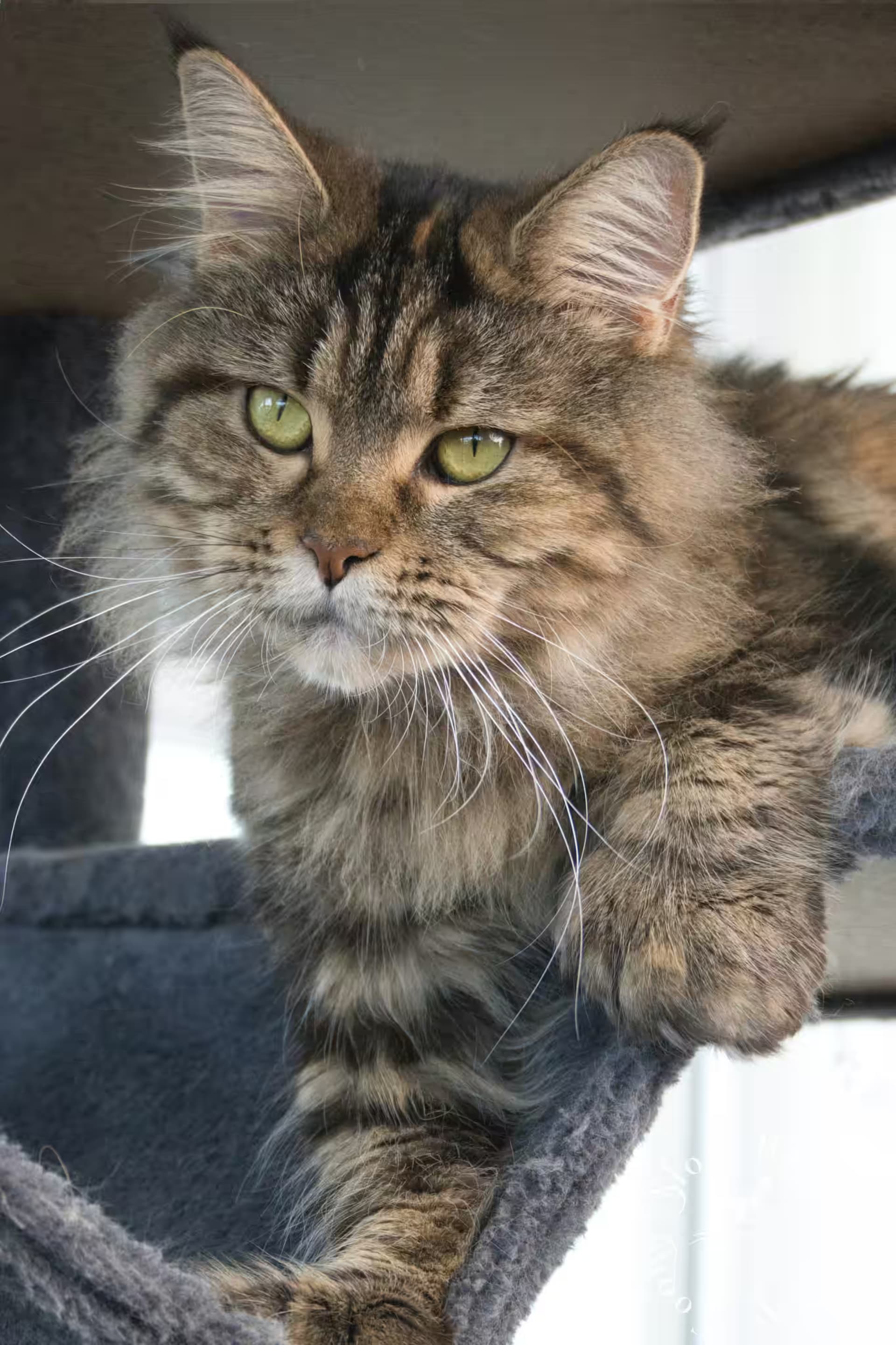 queen-bee--black-silver-tabby--poly on a tree