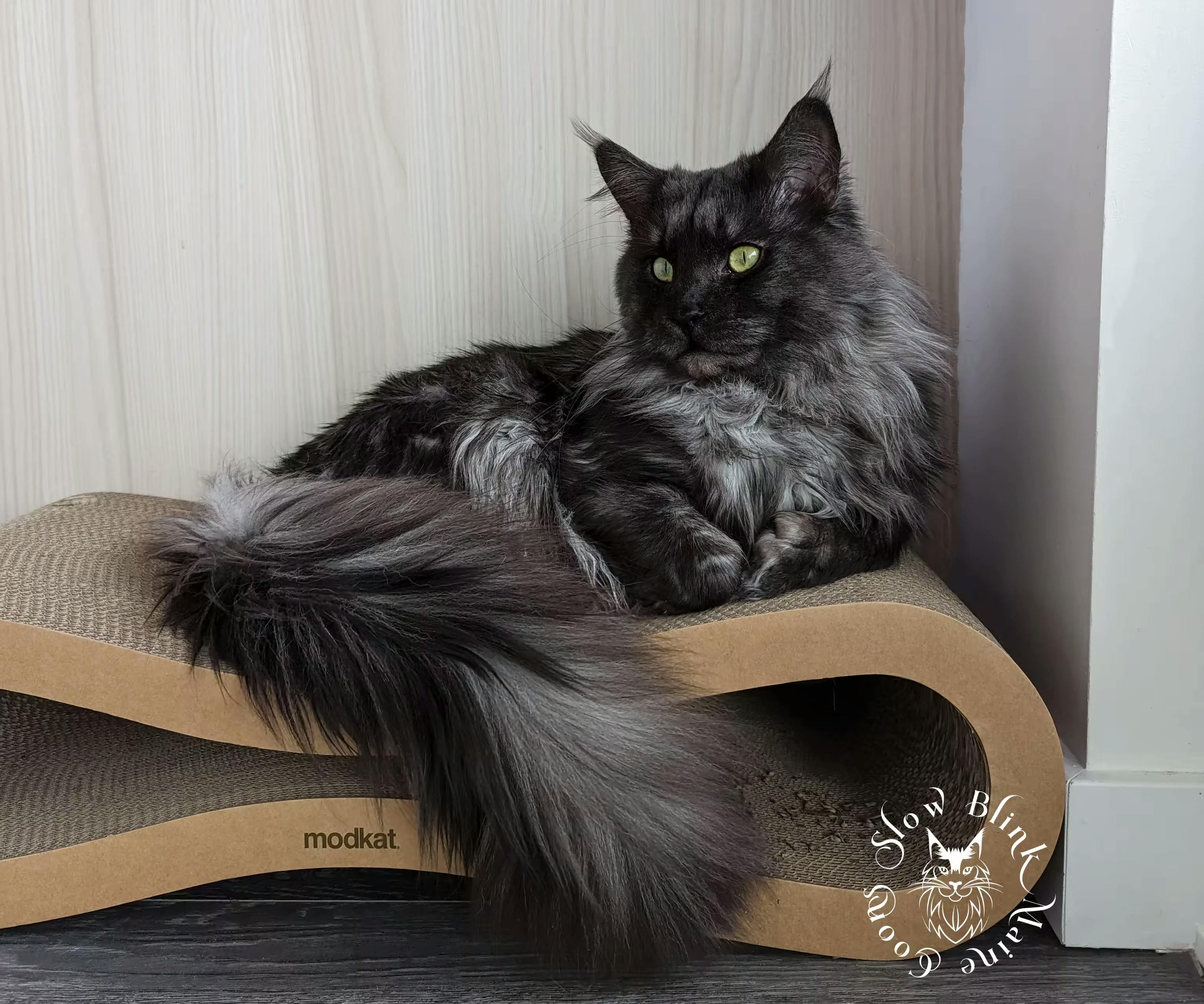 Black Smoke Polydactyl Maine Coon Adult Male (NS) on a scratcher