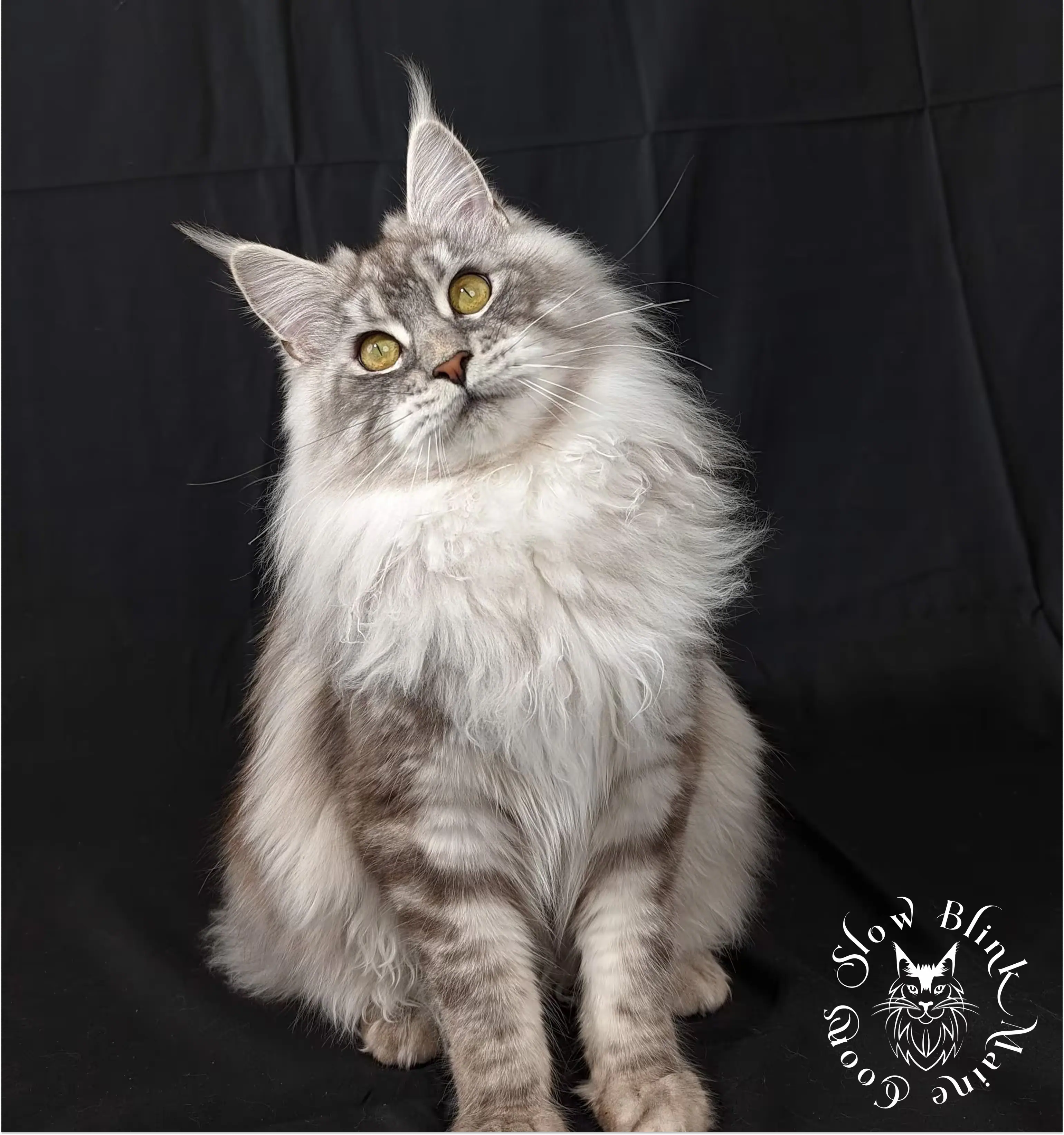 high-silver-black-marbled-tabby--female--adult--maine-coon-cat--queen-at-slow-blink-maine-coons