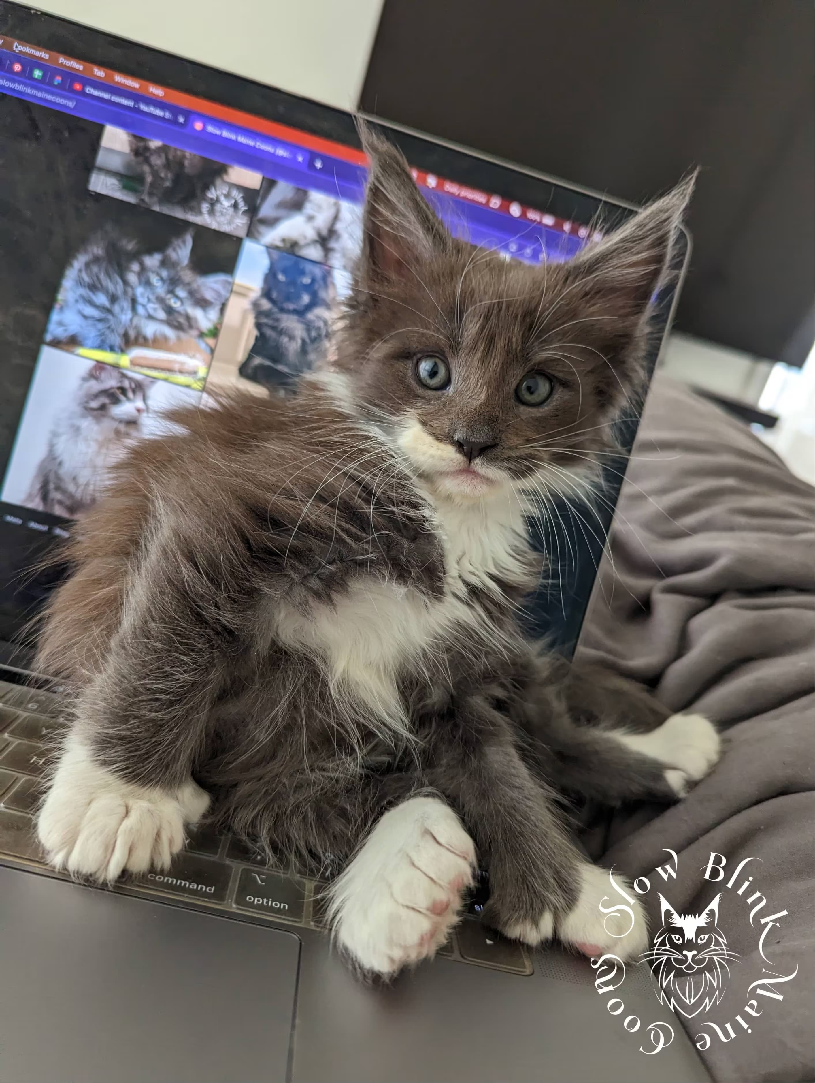 bicolor blue smoke maine coon kitten picture | MCP as 03 | Maine Coon Lord Rhett as a kitten, sitting on the laptop on the bed | part of SlowBlink MaineCoons