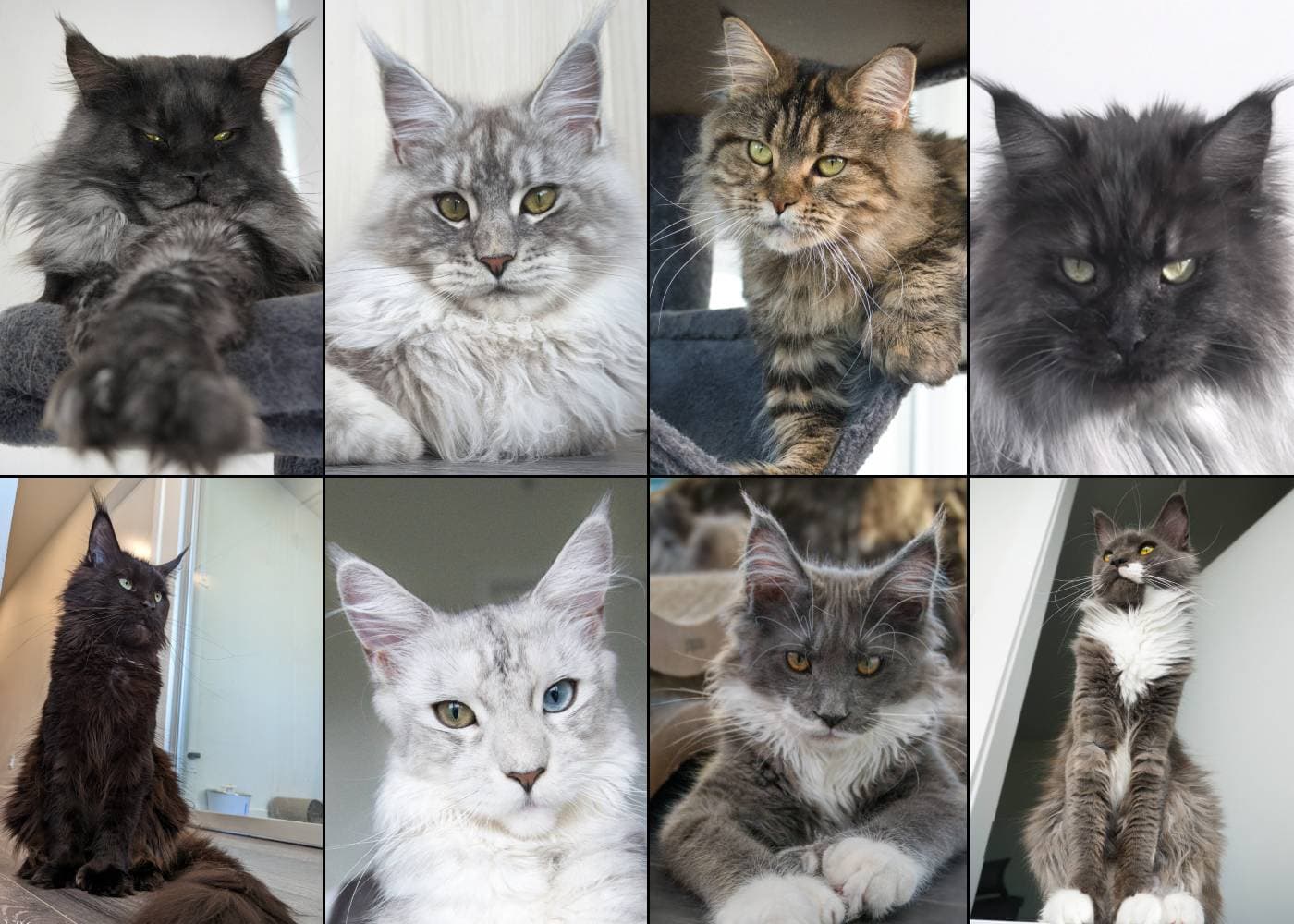 Breeding Kings & Queens | Maine Coon Gallery | SlowBlink