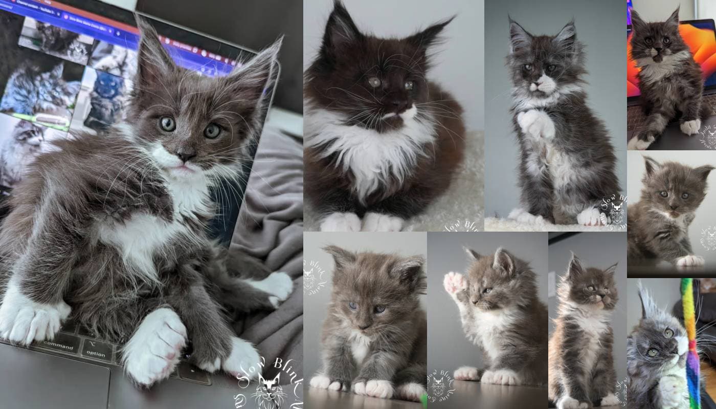 Bicolor Maine Coons