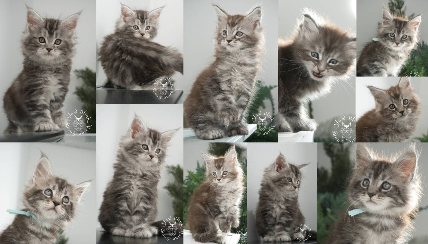 Black Silver Tabby Maine Coons
