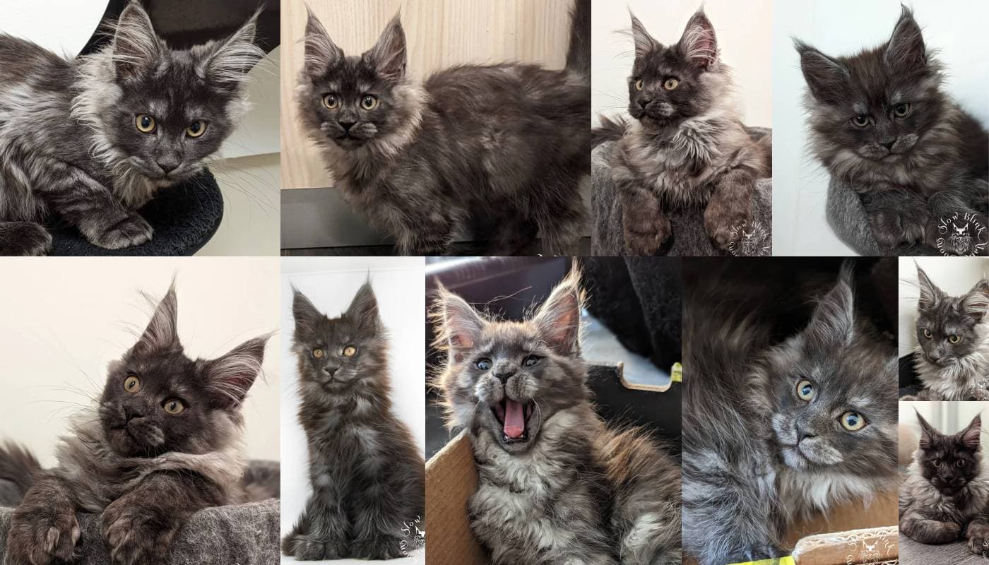 Black Smoke Maine Coons