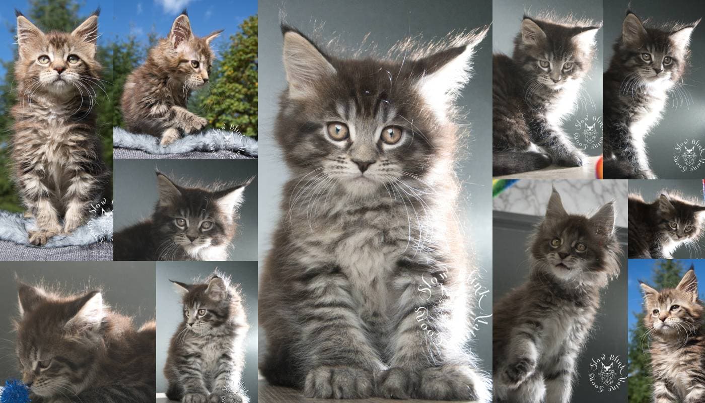 Black Tabby Maine Coon