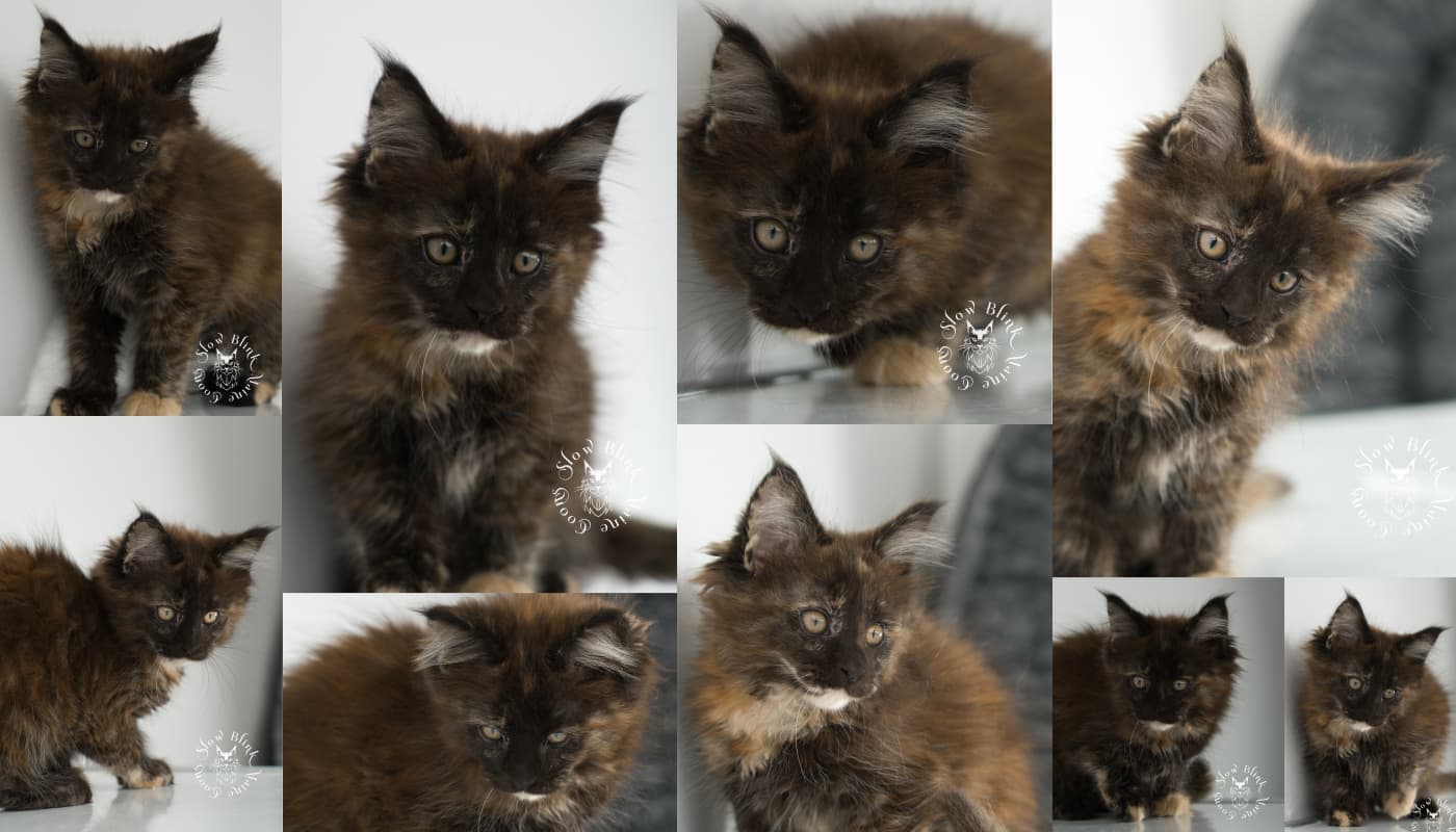 Black Tortie (Tortoiseshell) Maine Coons