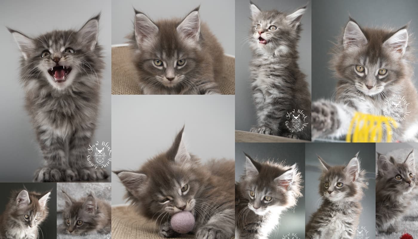 Blue Silver Tabby Maine Coons