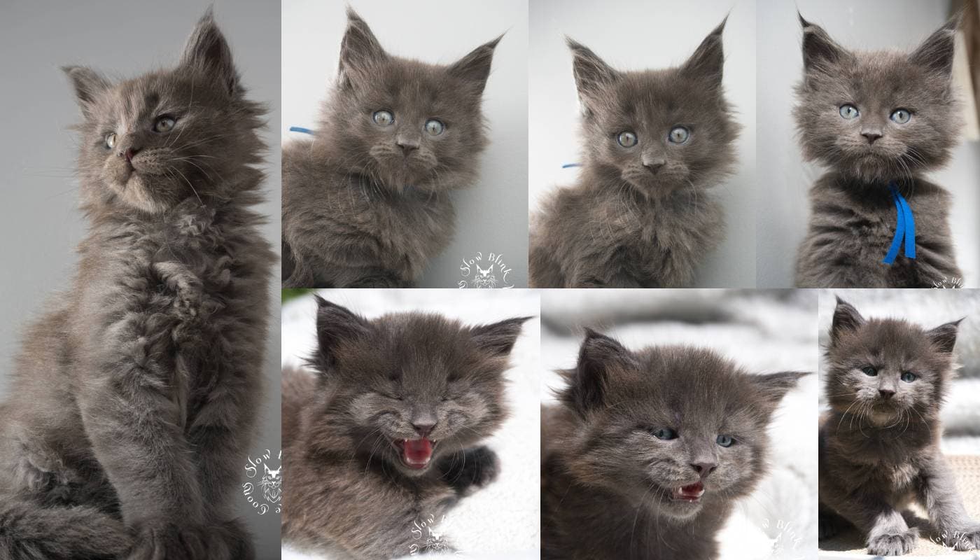 Blue Smoke Maine Coons