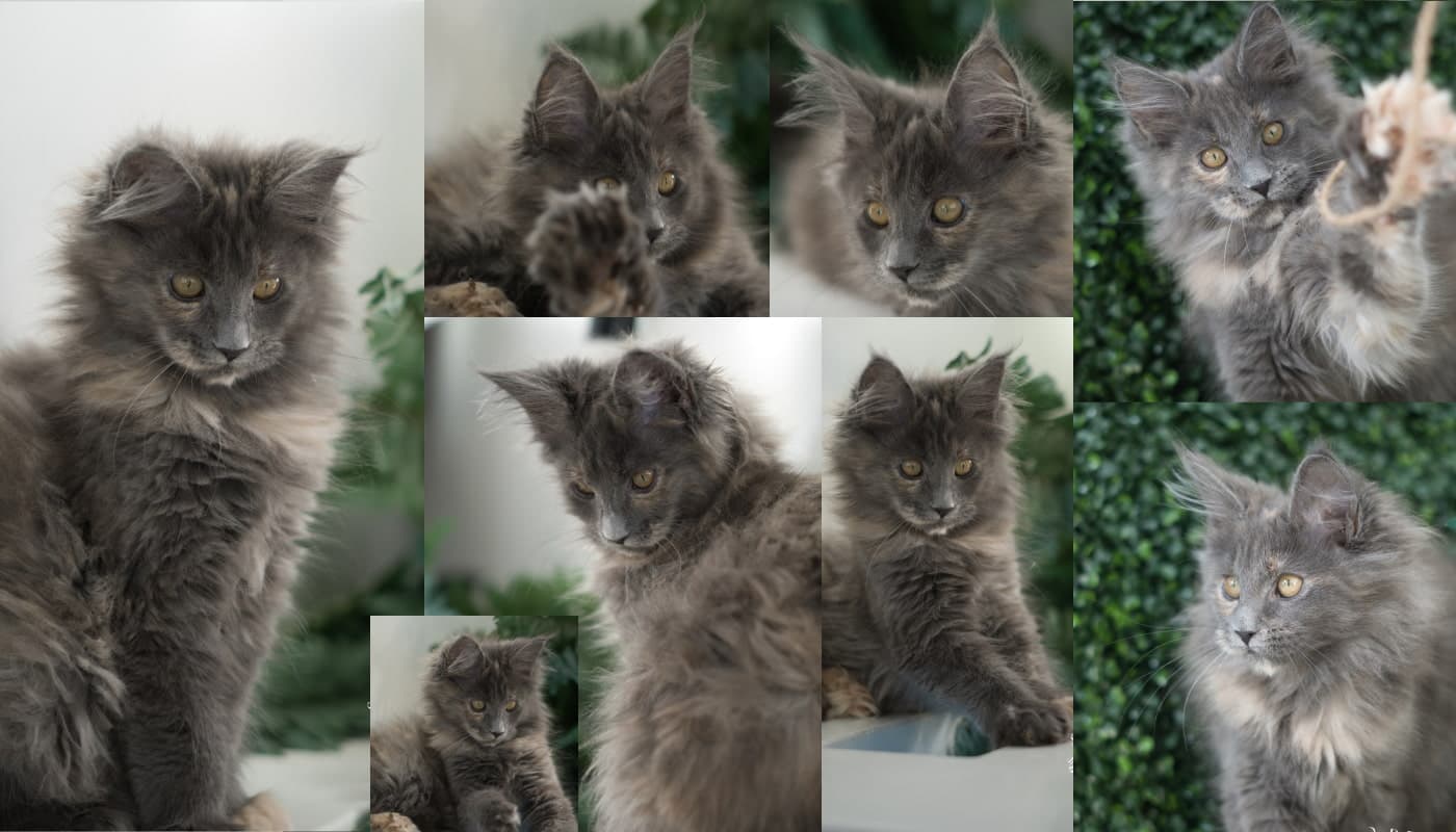 Dilute/Blue Tortie (Tortoiseshell) Maine Coons