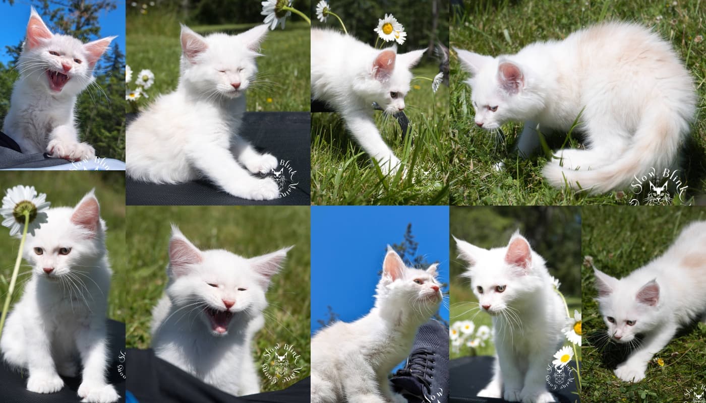 Cream Silver Shaded Maine Coons