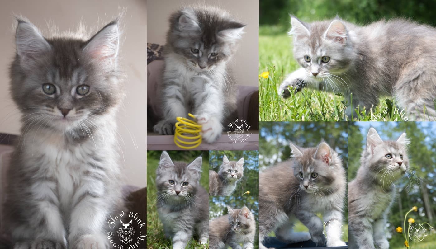 Dilute/Blue Torbie (Tortoiseshell Tabby) Maine Coons