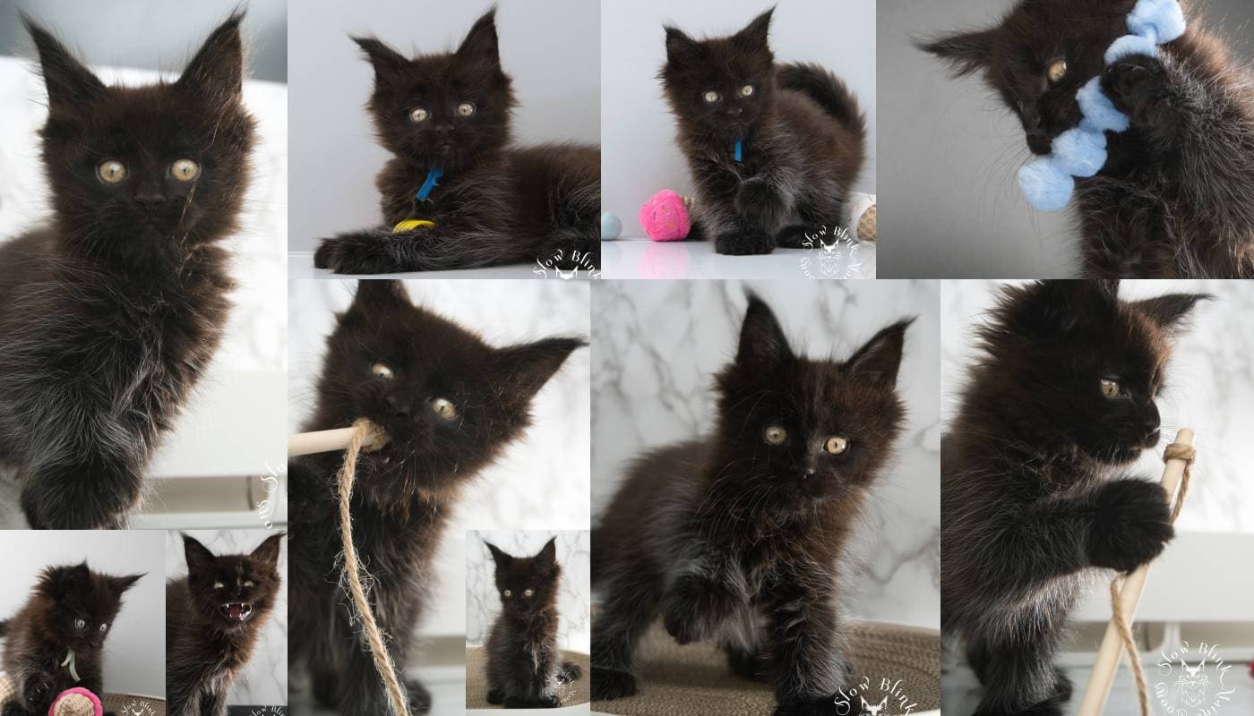 Black Maine Coons