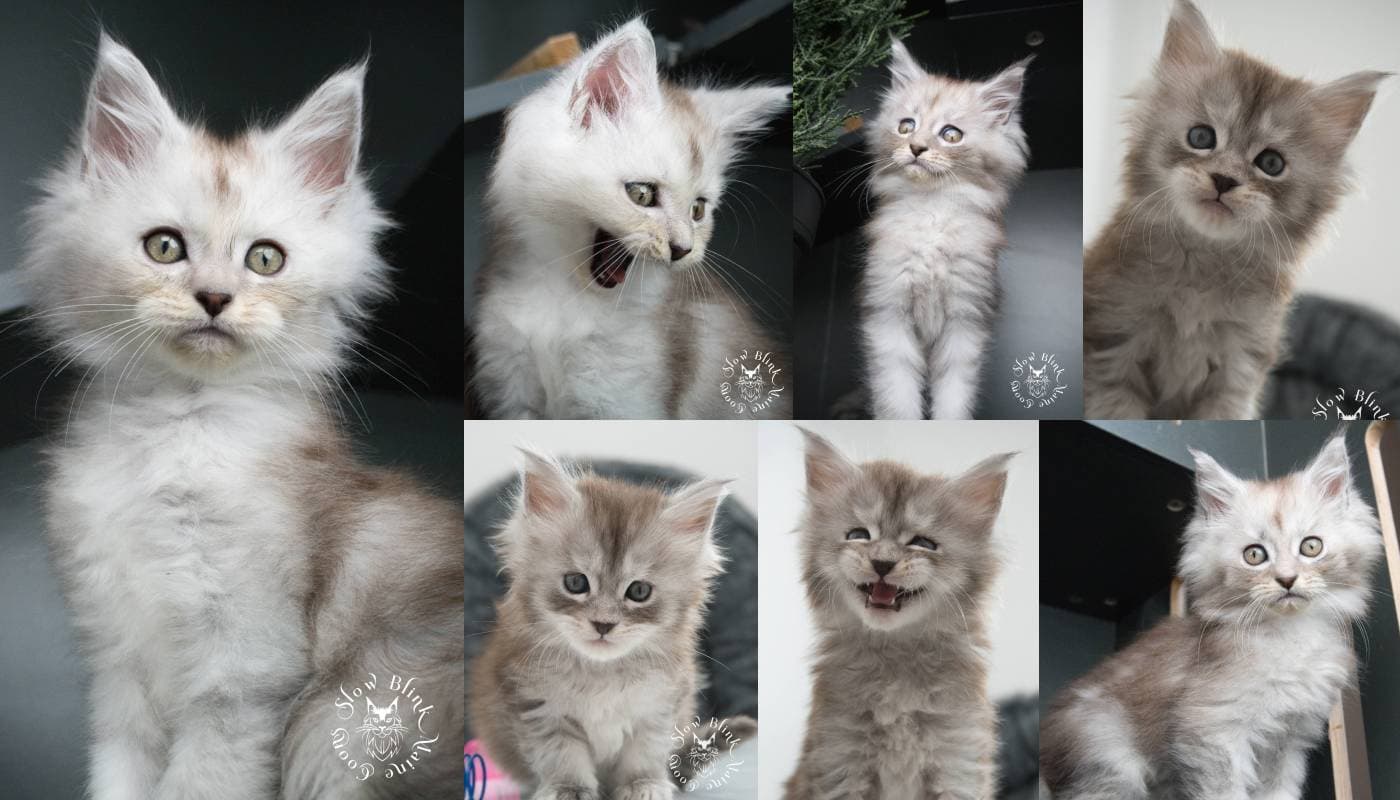 High Silver Maine Coons