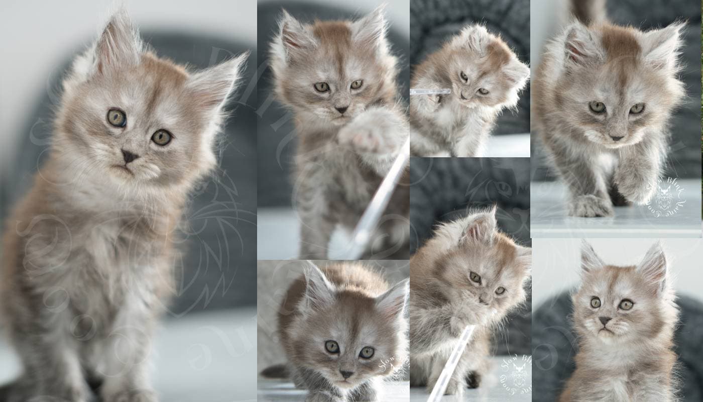 High Silver Black Smoke (Pale Smoke) Maine Coons