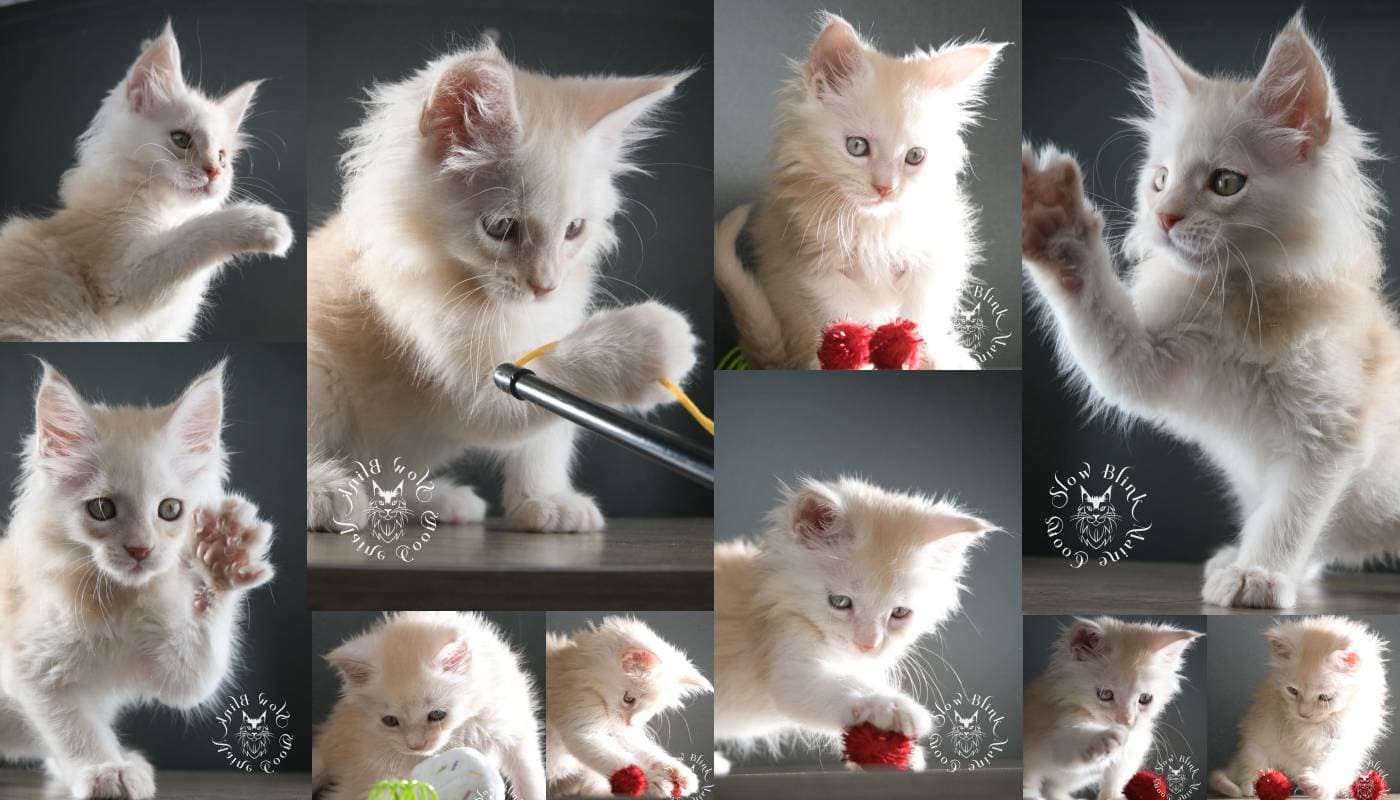 High Silver Red Maine Coons