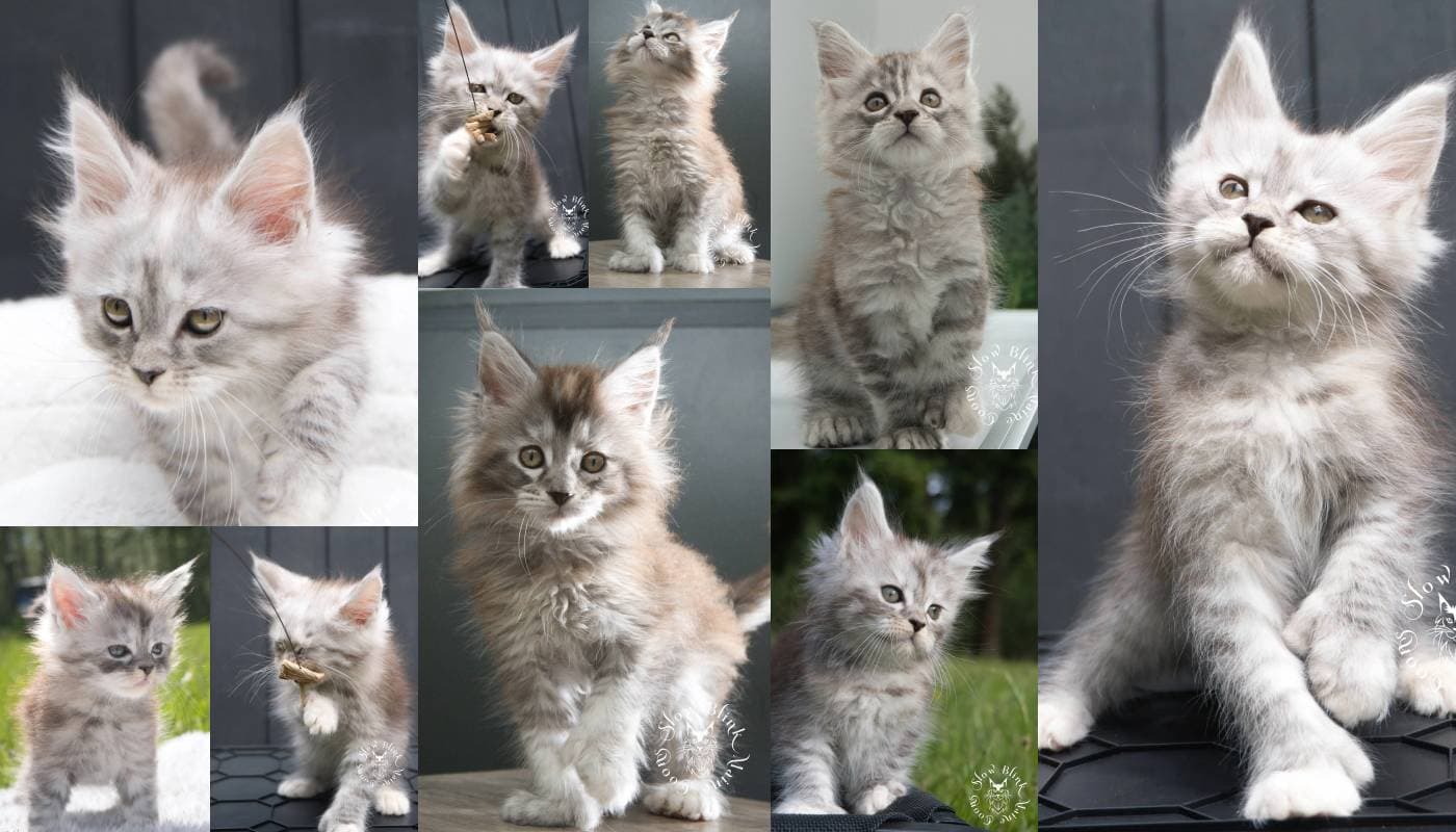High Silver Torbie (Tortoiseshell / Tabby) Maine Coons