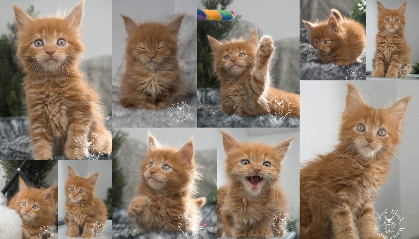 Red / Orange Maine Coons