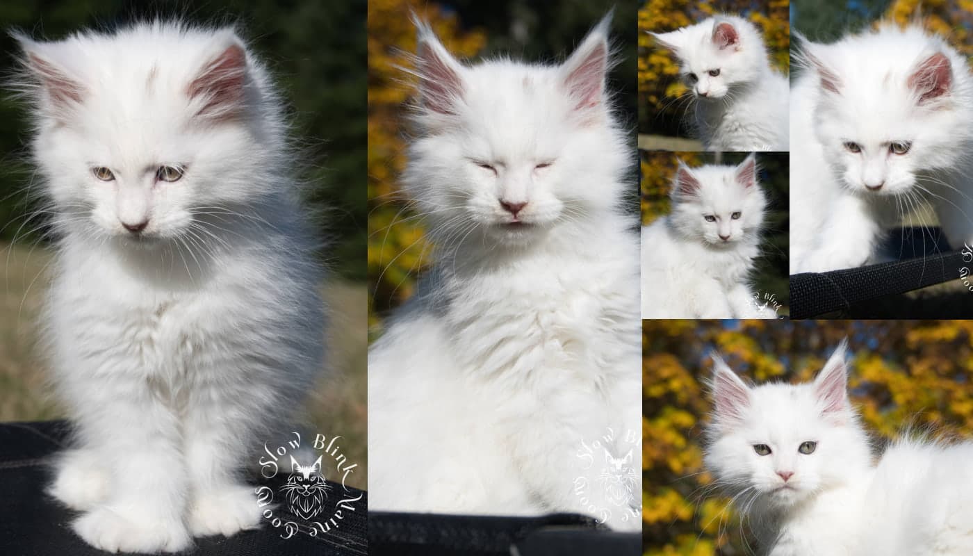 White Maine Coons