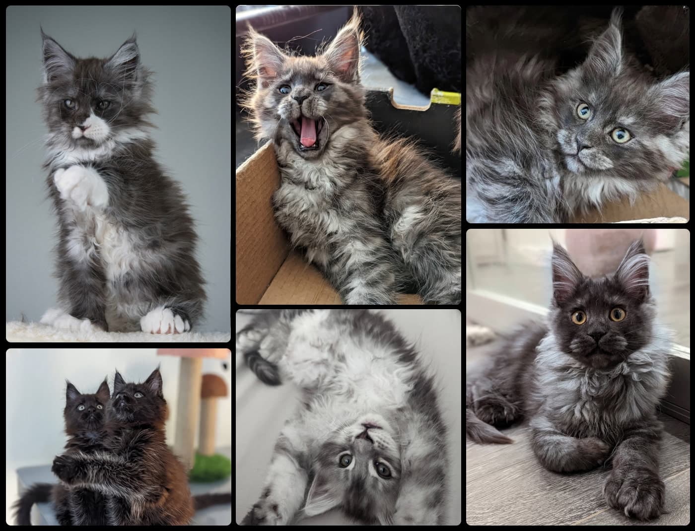 Adorable Maine Coon kittens from SlowBlink Cattery – see their photos, colors, and why they make the best companions