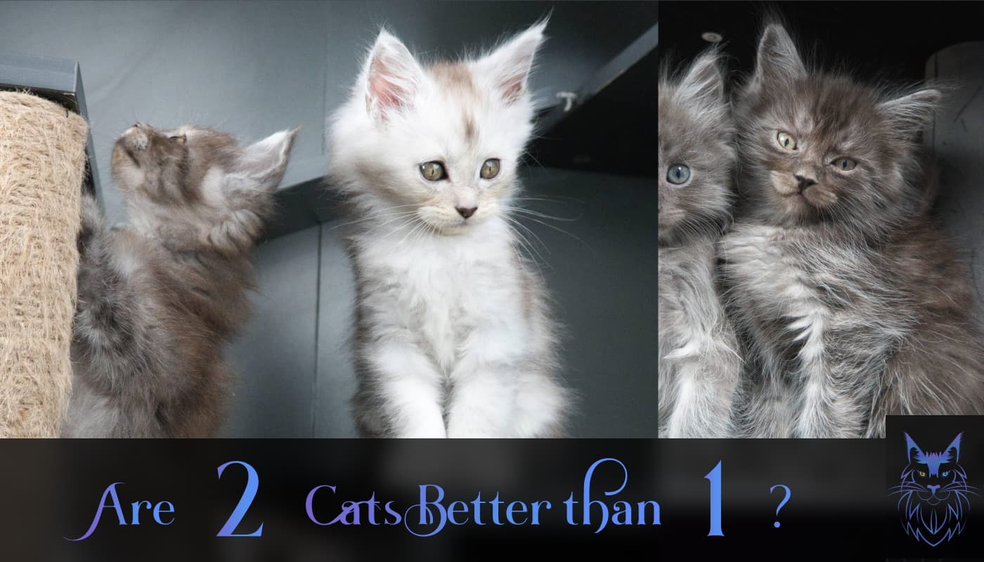 Are two maine coon cats better than one? Pictures of Maine Coon kittens in pairs of twos.
