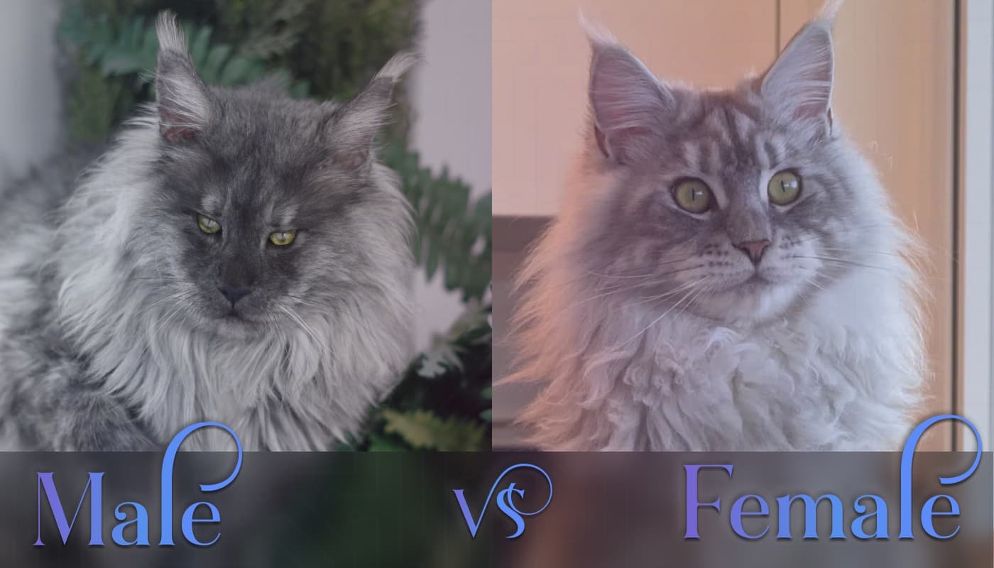 Male vs Female Maine Coon. Photos of a Male Maine Coon (Kronos, a black smoke polydactyl) vs a Female Maine Coon (Snow Belle, a silver tabby).