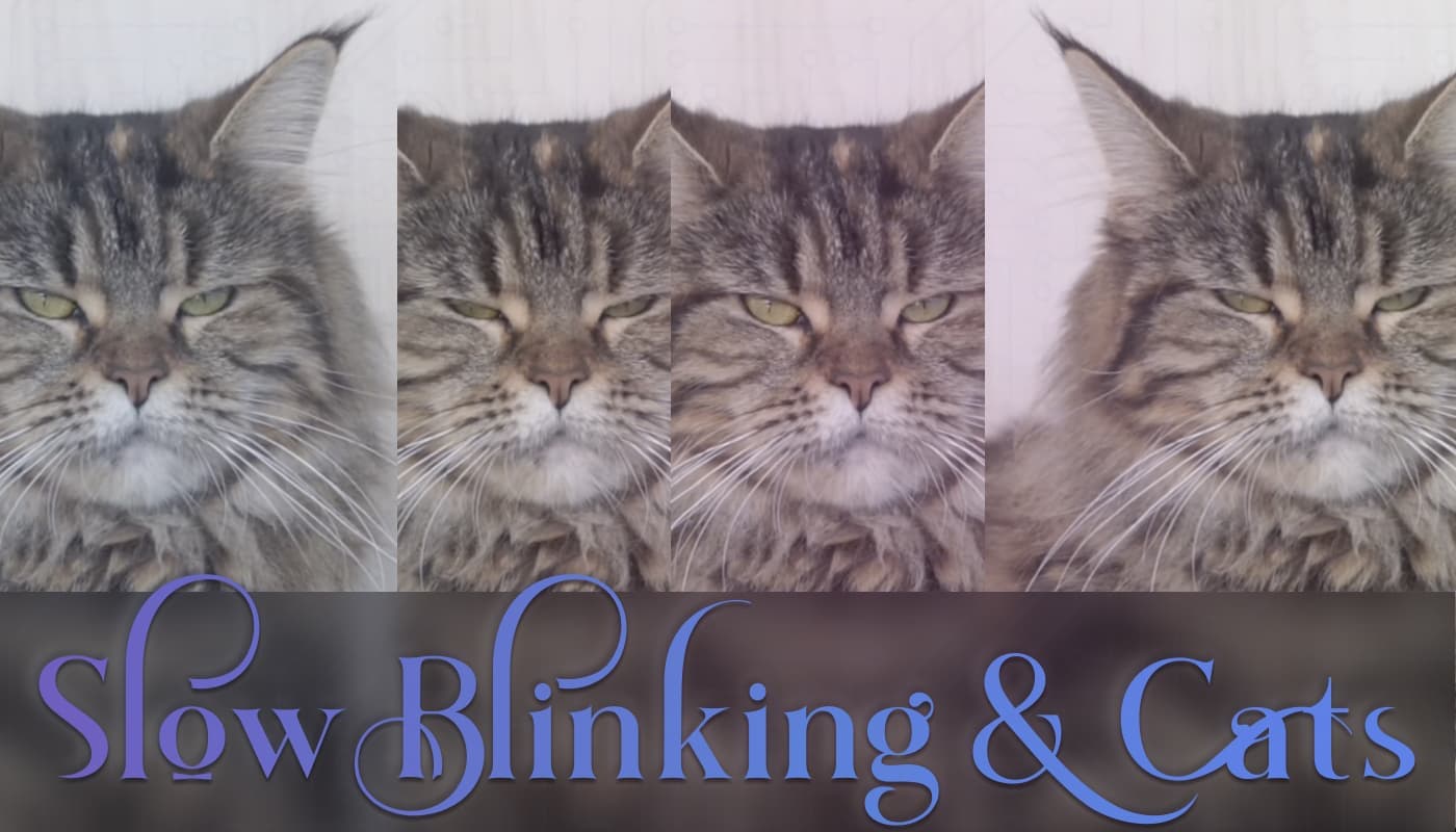 Multiple frames of a Maine Coon Cat slow blinking.