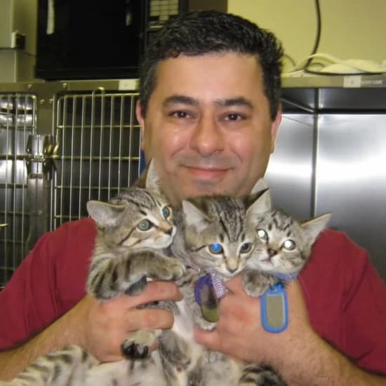 Dr. Saman Moaveni, DVM, Picture of him holding 3 cats