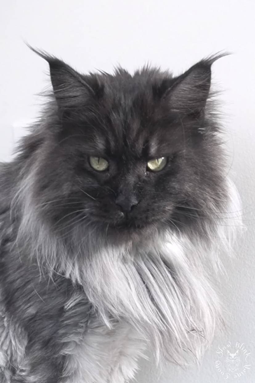 black smoke maine coon female adult, athena, part of SlowBlink MaineCoons