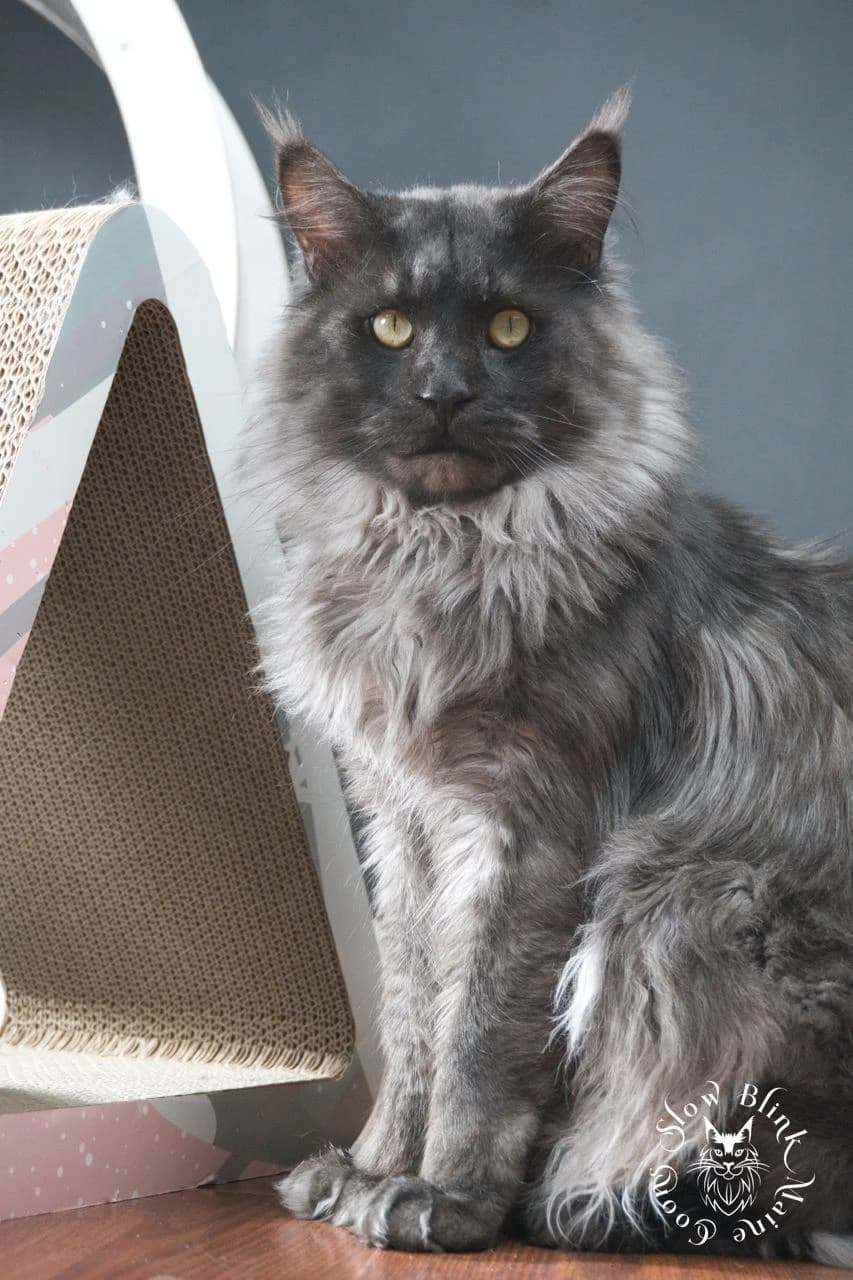 Black Smoke Polydactyl Breeding King Male Maine Coon Cat | Sitting, Sidelit from left side