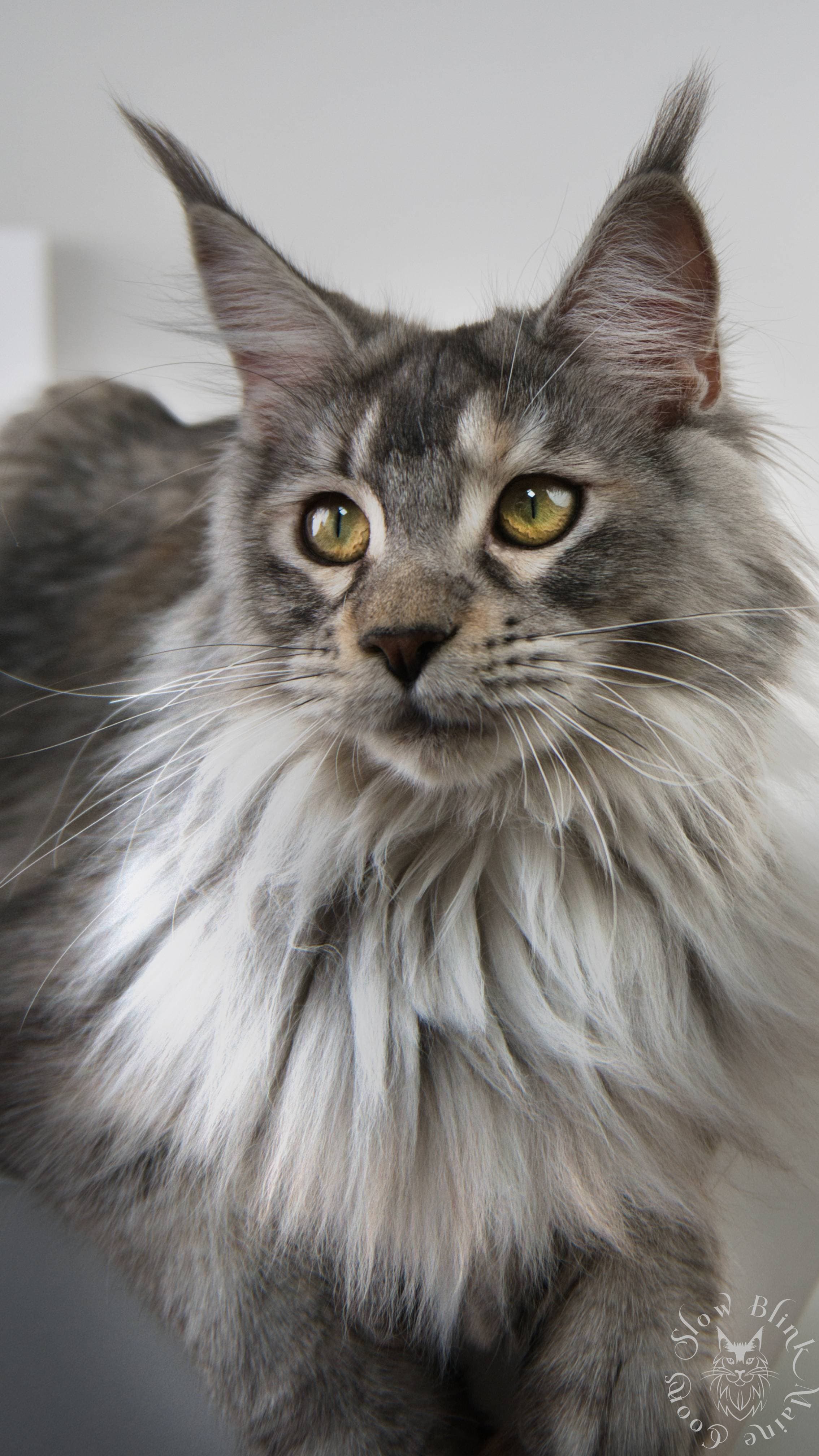 Poly High Silver Tri Colored Torbie Maine Coon > Maine Coon Cat picture for Venus