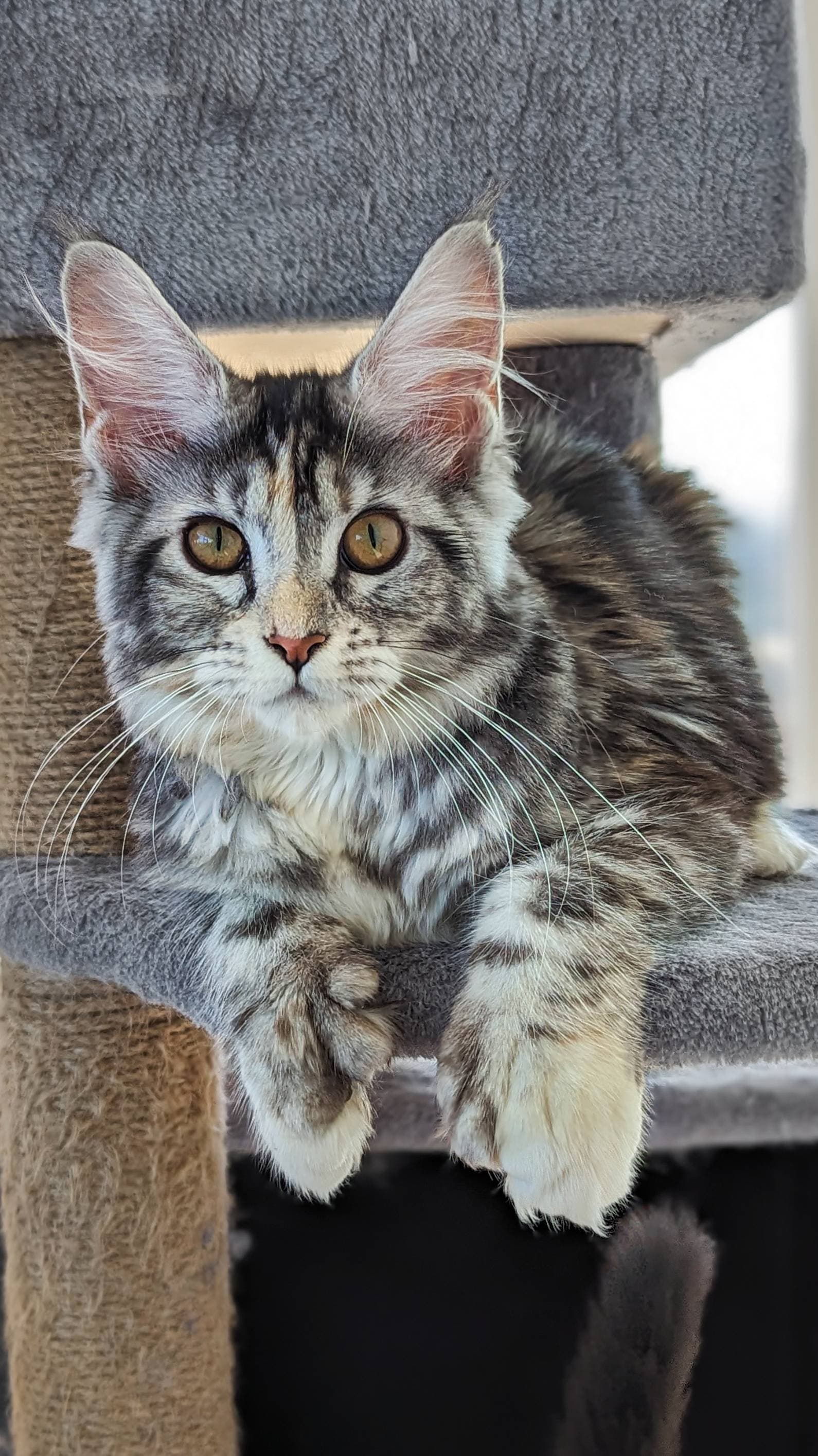 queen aphrodite of slow blink maine coons | ems code pol fs 25 | maine coon female adult cat 3