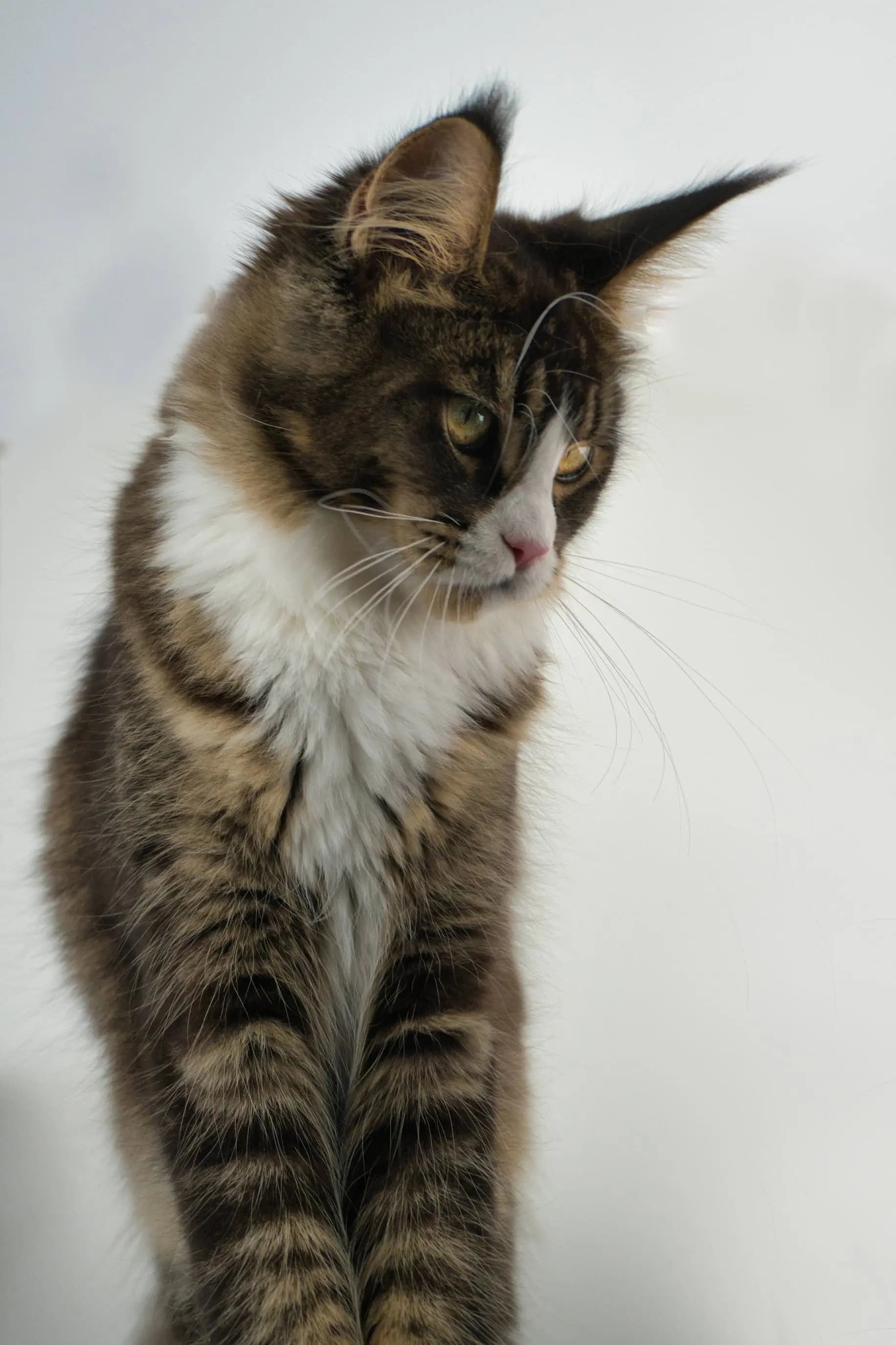 Black Ticked Tabby Bicolor Maine Coon > Maine Coon Cat picture for Calypso