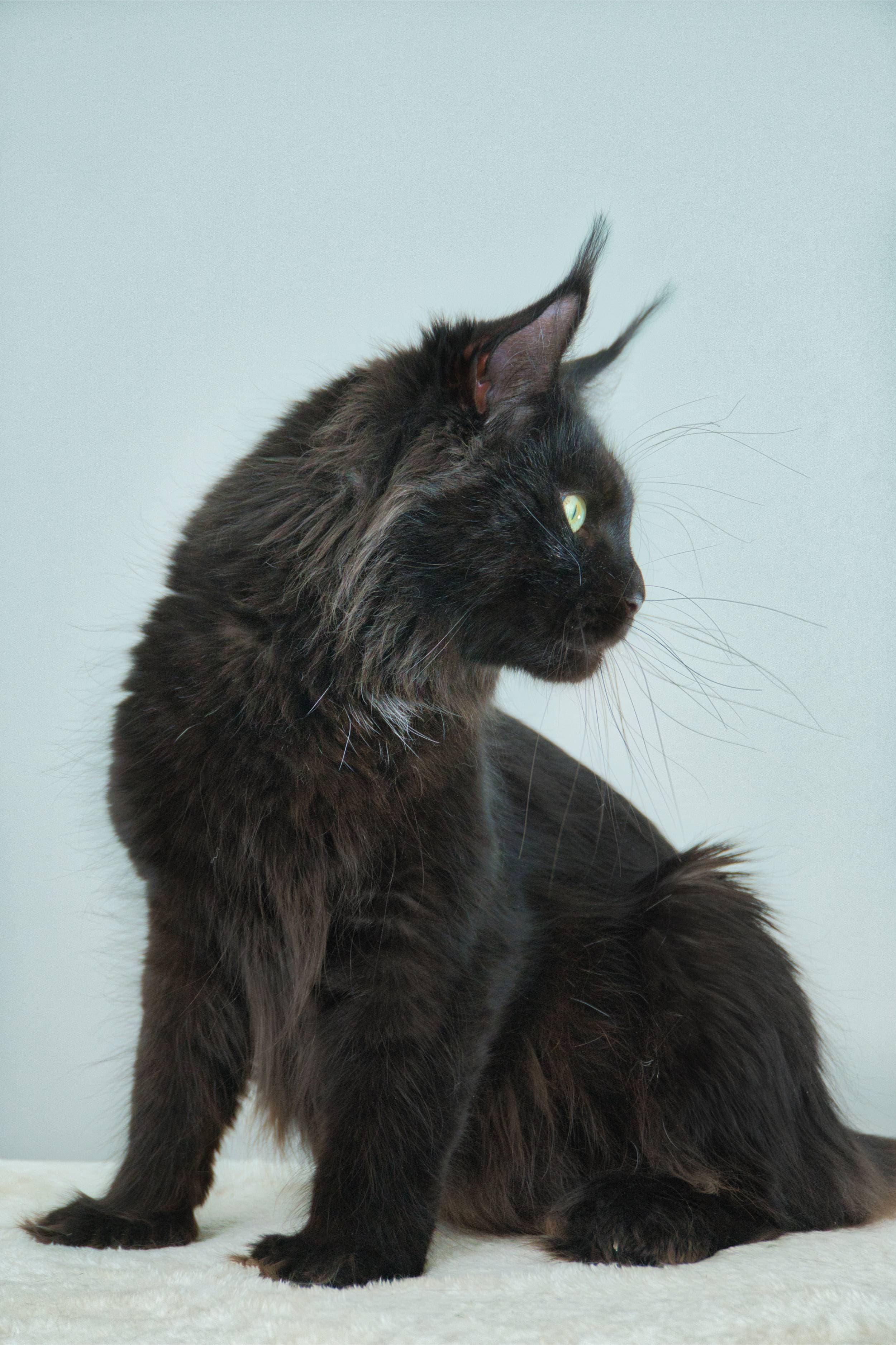 Black Solid Smoke Accent Maine Coon Cat | Queen Jaguar, Maine Coon of SlowBlink Maine Coons