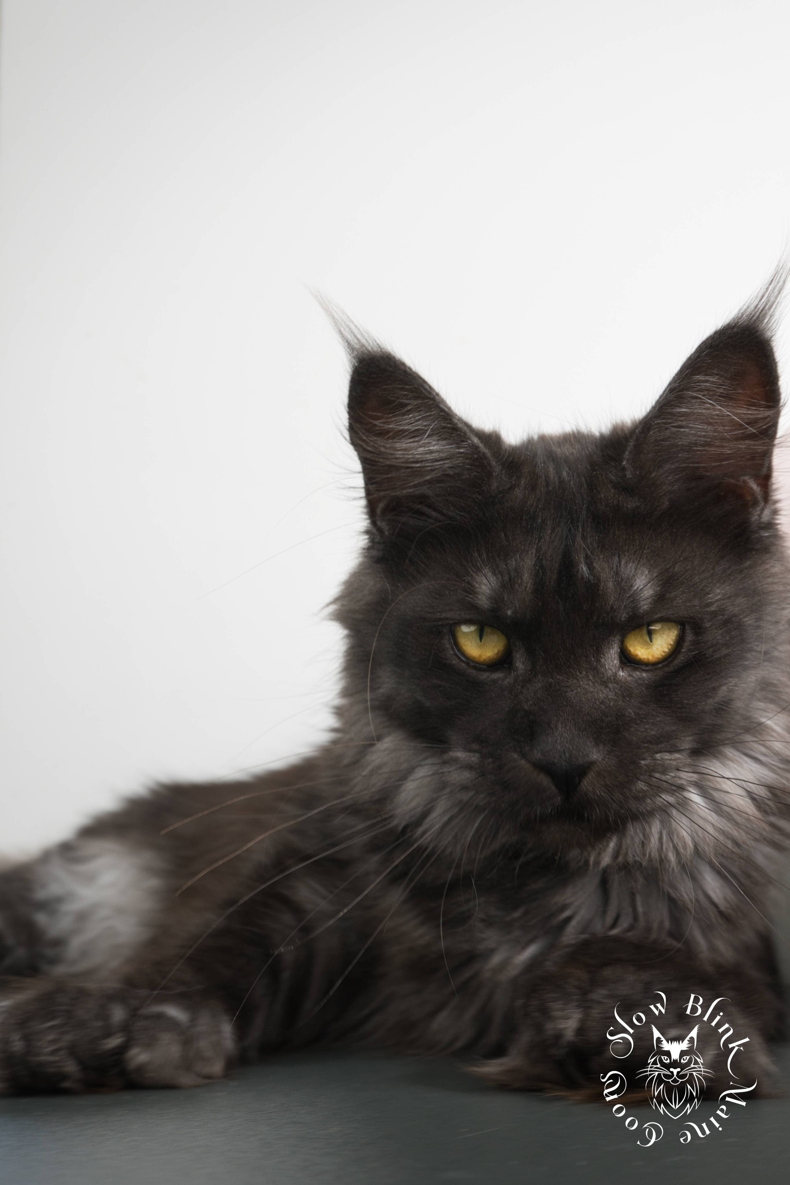 black smoke maine coon | female | ems code ns | 6 months old | taken 2024 | queen at slow blink maine coons