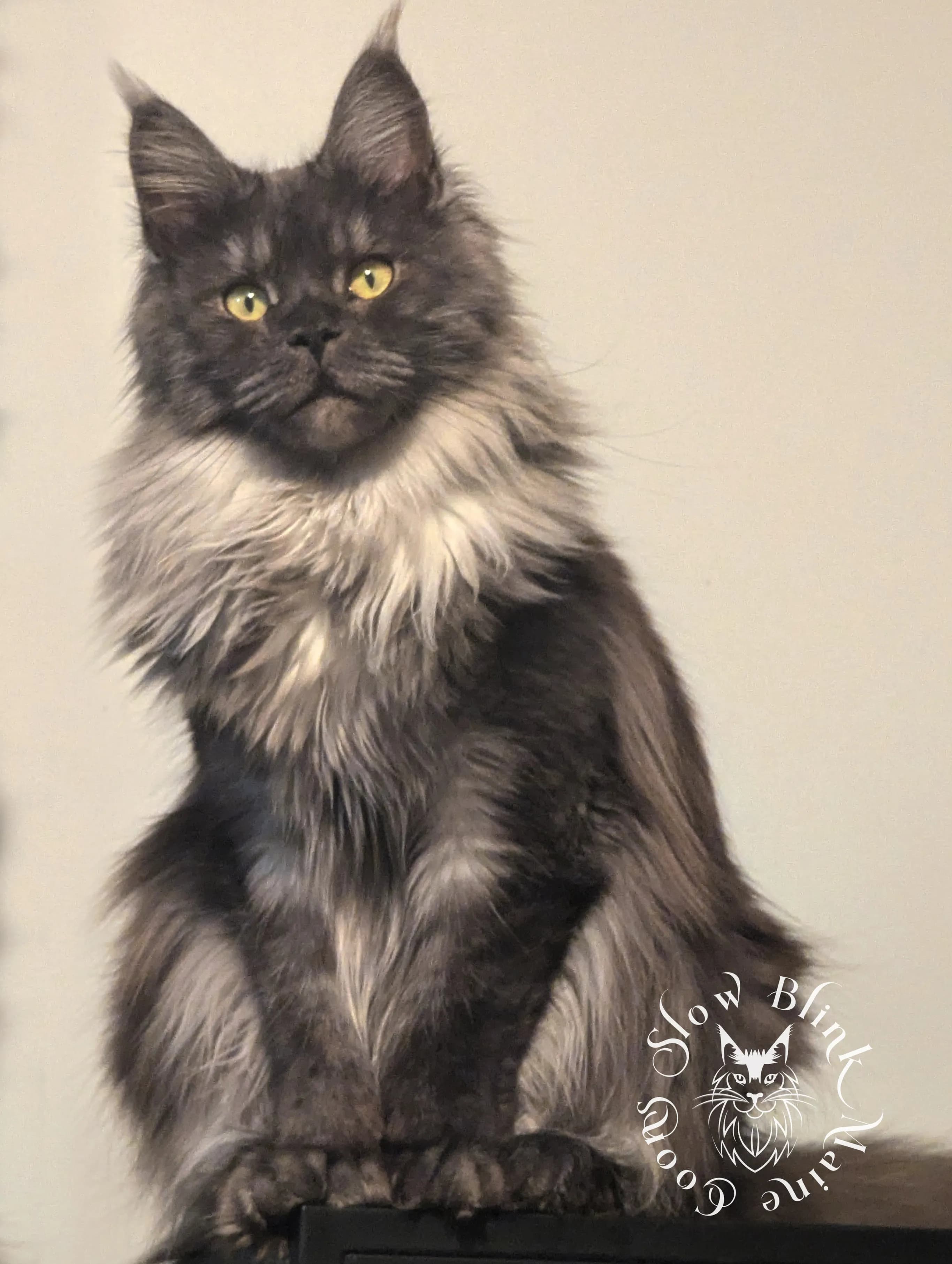 Maine Coon Cat picture for Asteria