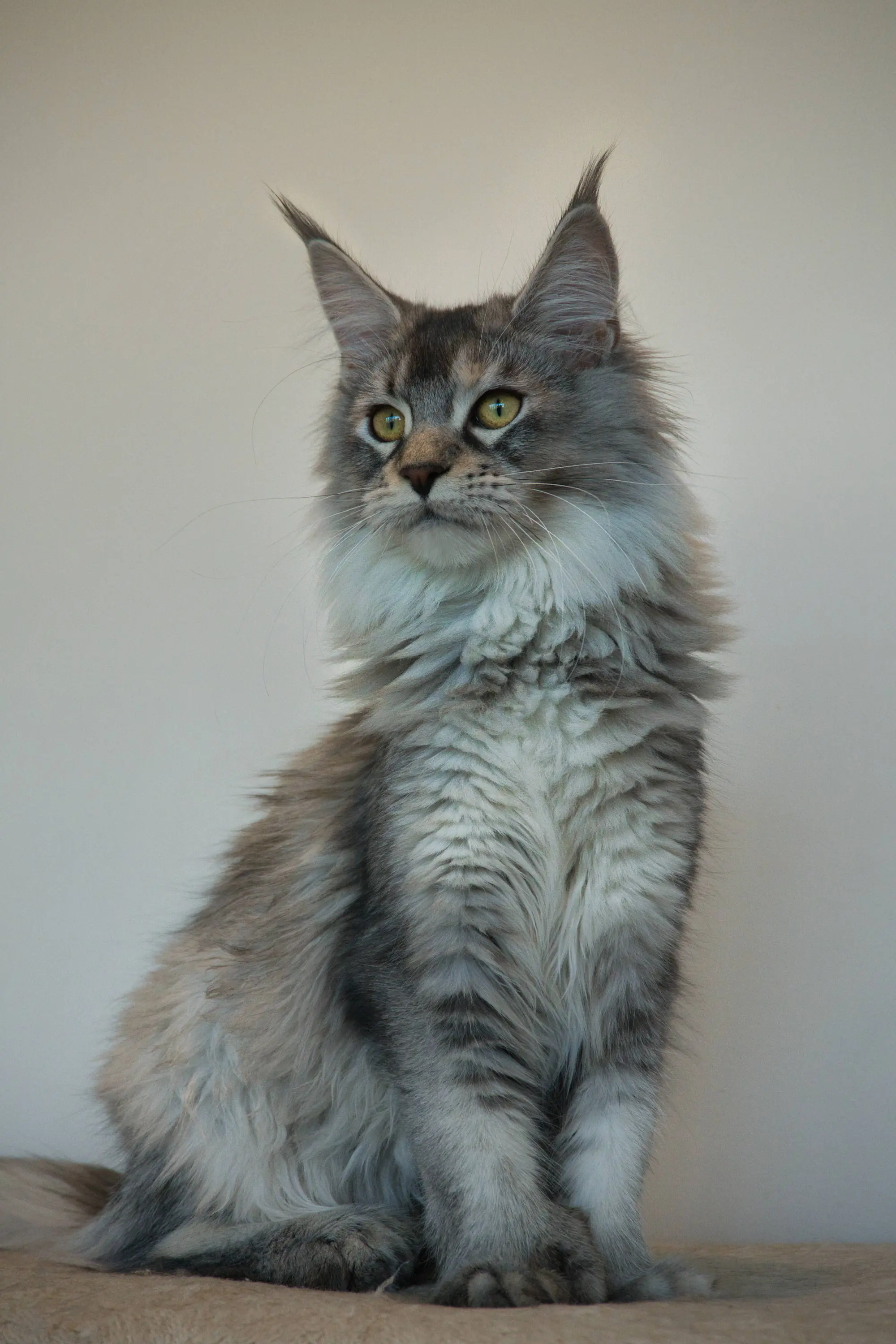 venus | female maine coon | ems code gs 25 | queen of slow blink maine coons