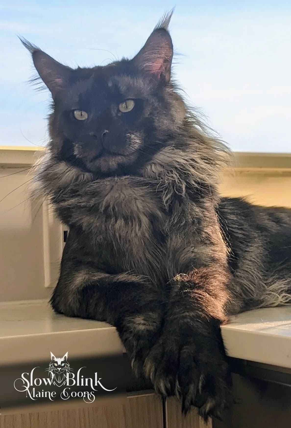 Black Smoke Polydactyl Breeding King Male Maine Coon Cat