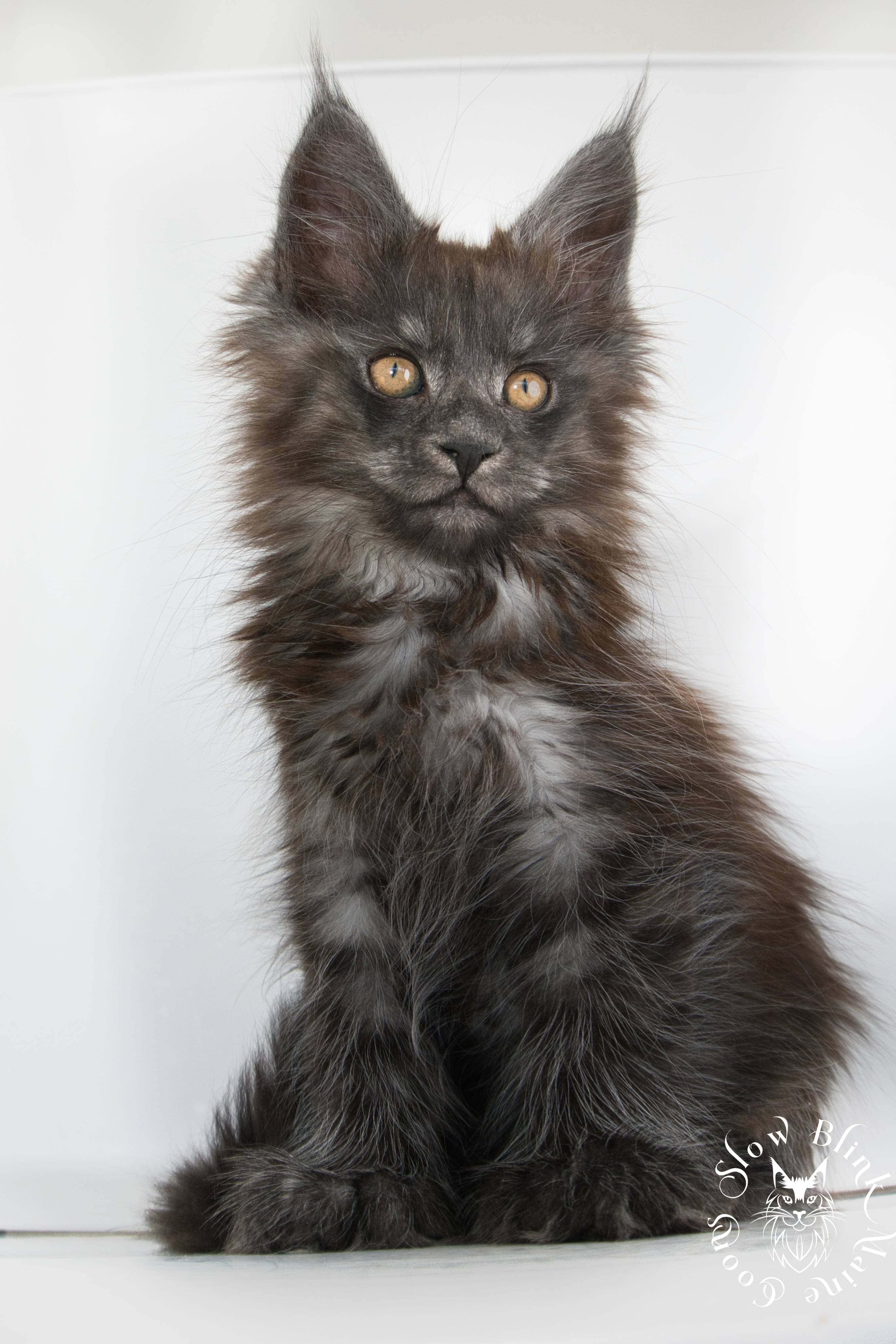 Black Smoke Maine Coon 6 month old female (named Persephone, future Queen of SlowBlink Maine Coons)