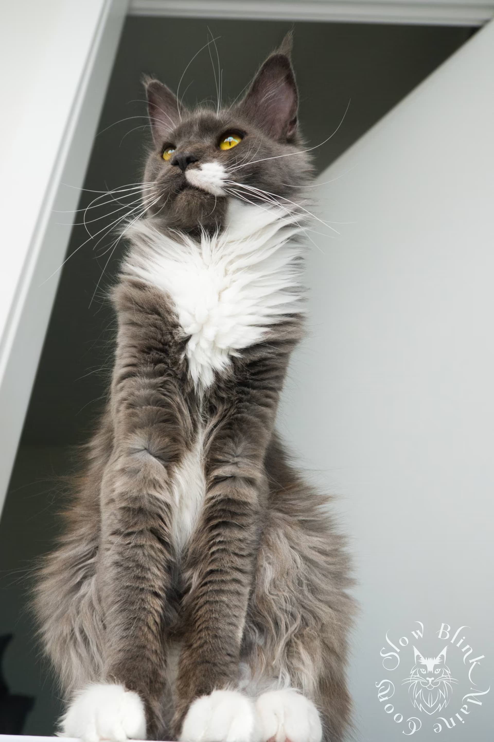 Portrait of Madame Sweet, Blue Smoke Bicolor Mitten Paw Tuxedo Maine Coon Queen with Golden Eyes