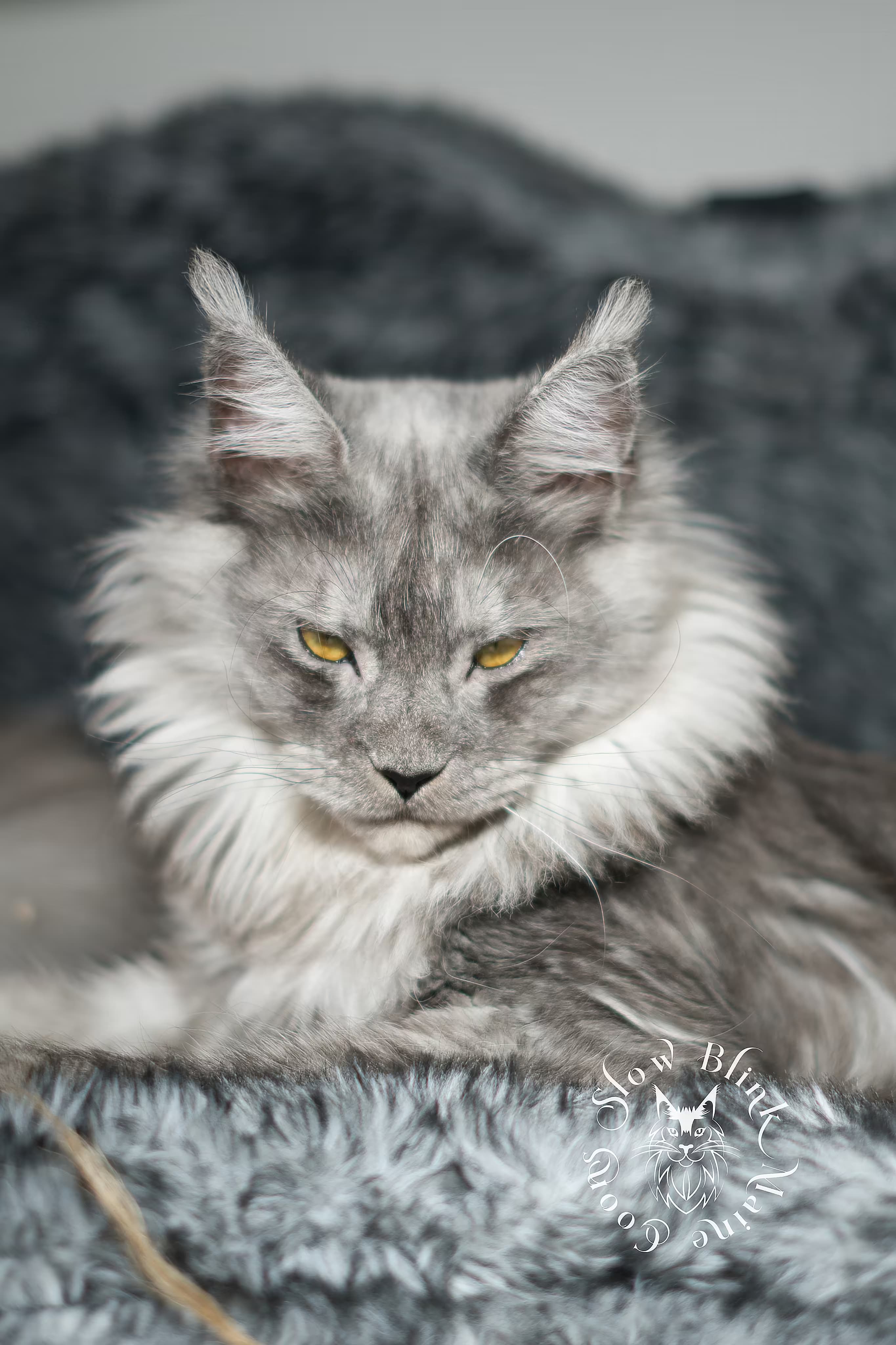 Polydactyl High Black Smoke Maine Coon > Maine Coon Cat picture for Nemesis