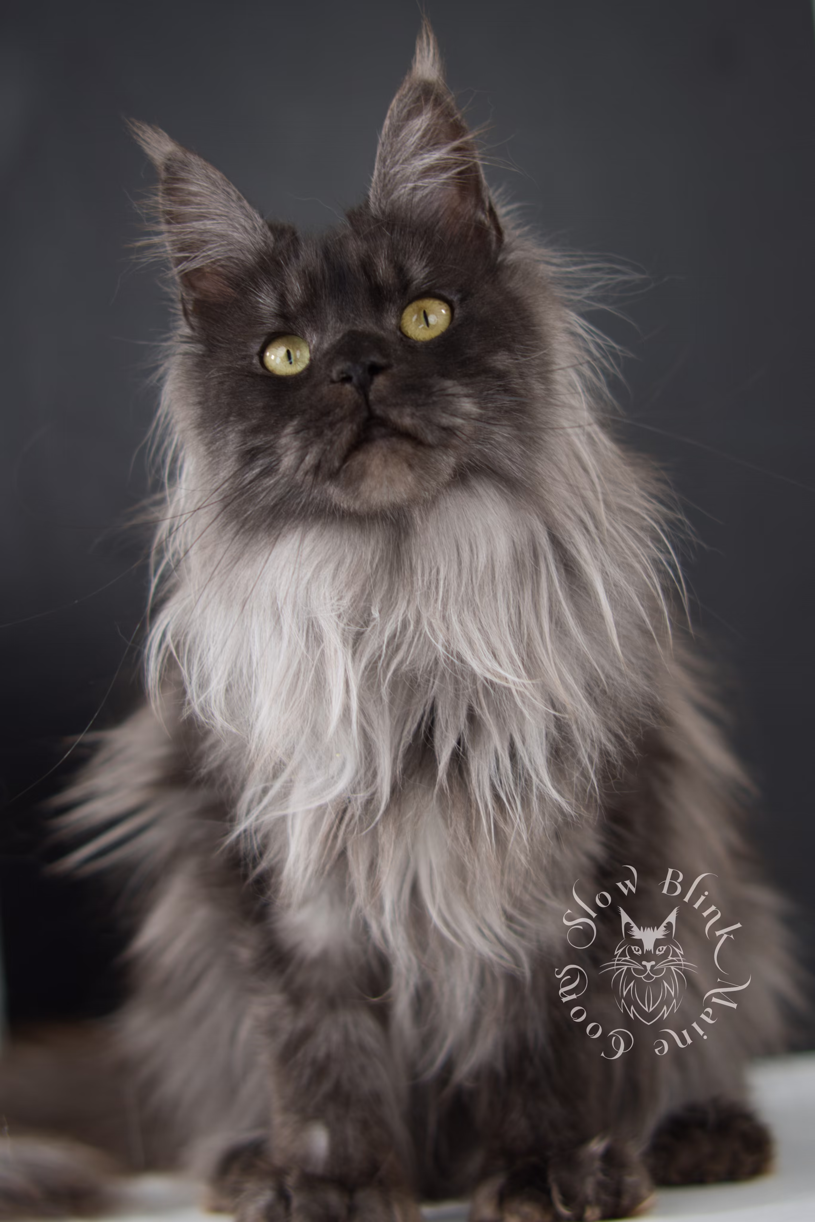 Maine Coon Cat picture for Asteria