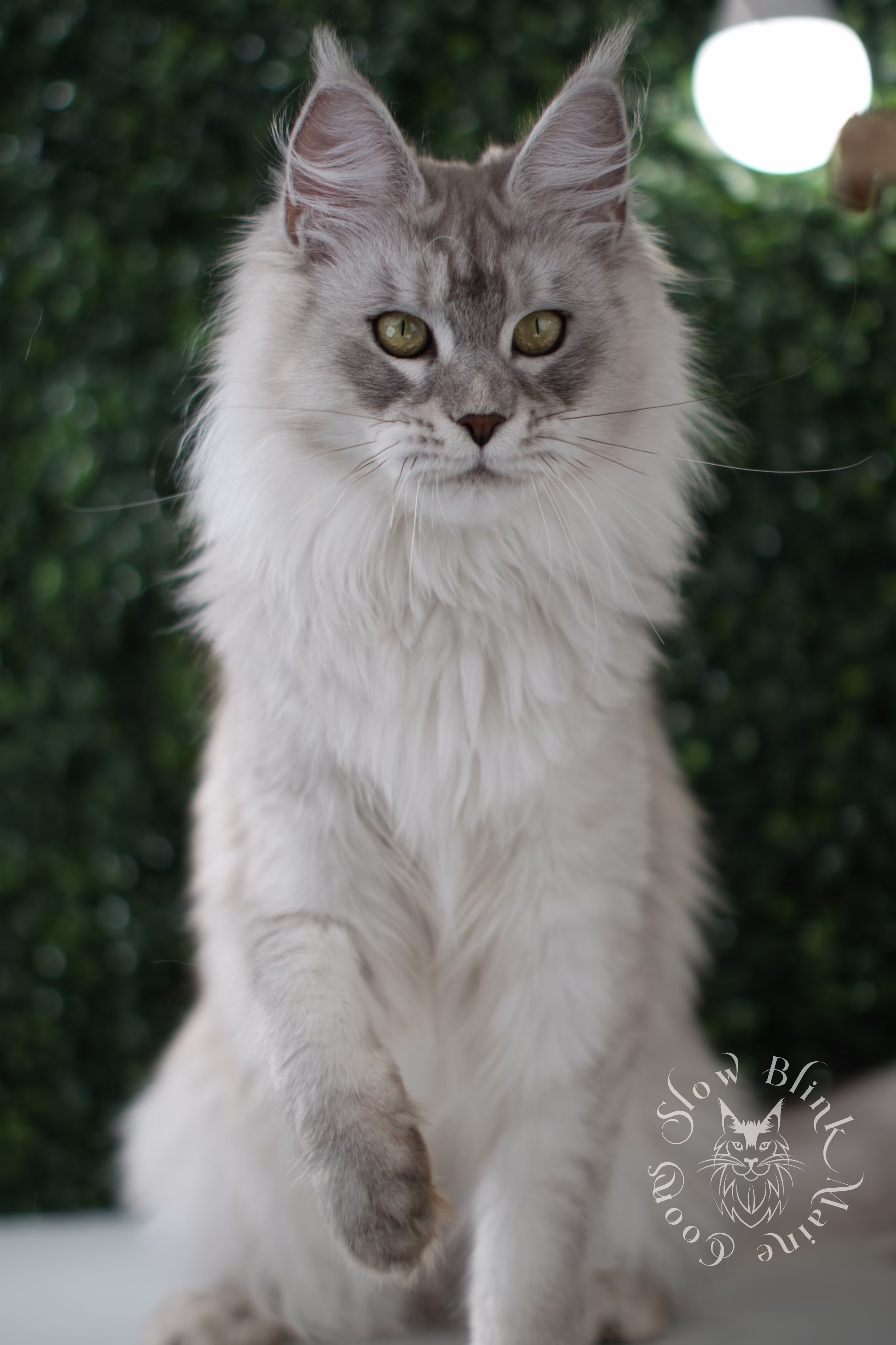 Maine Coon Cat picture for Eirene