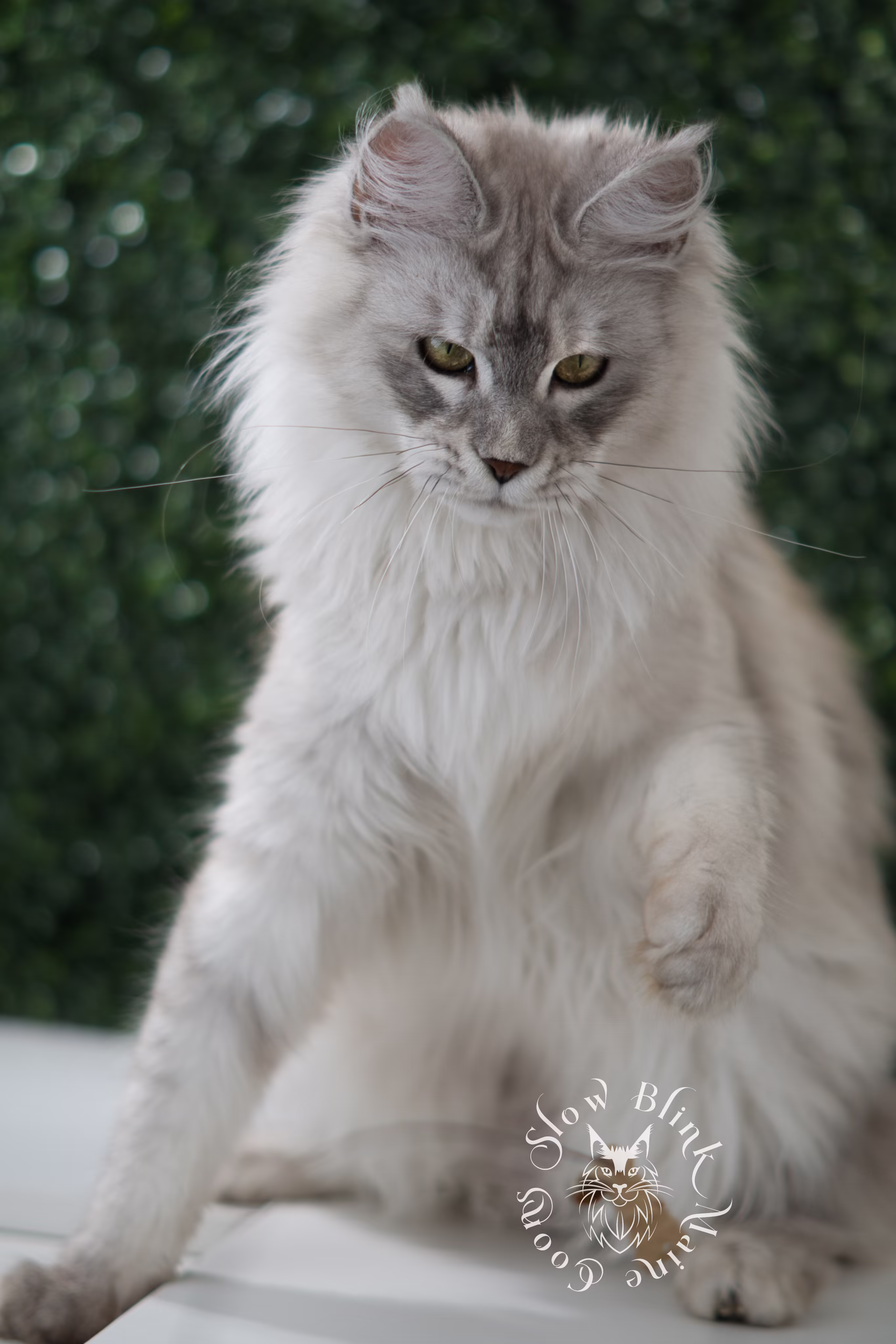 High Silver Black Tabby Maine Coon > Maine Coon Cat picture for Eirene
